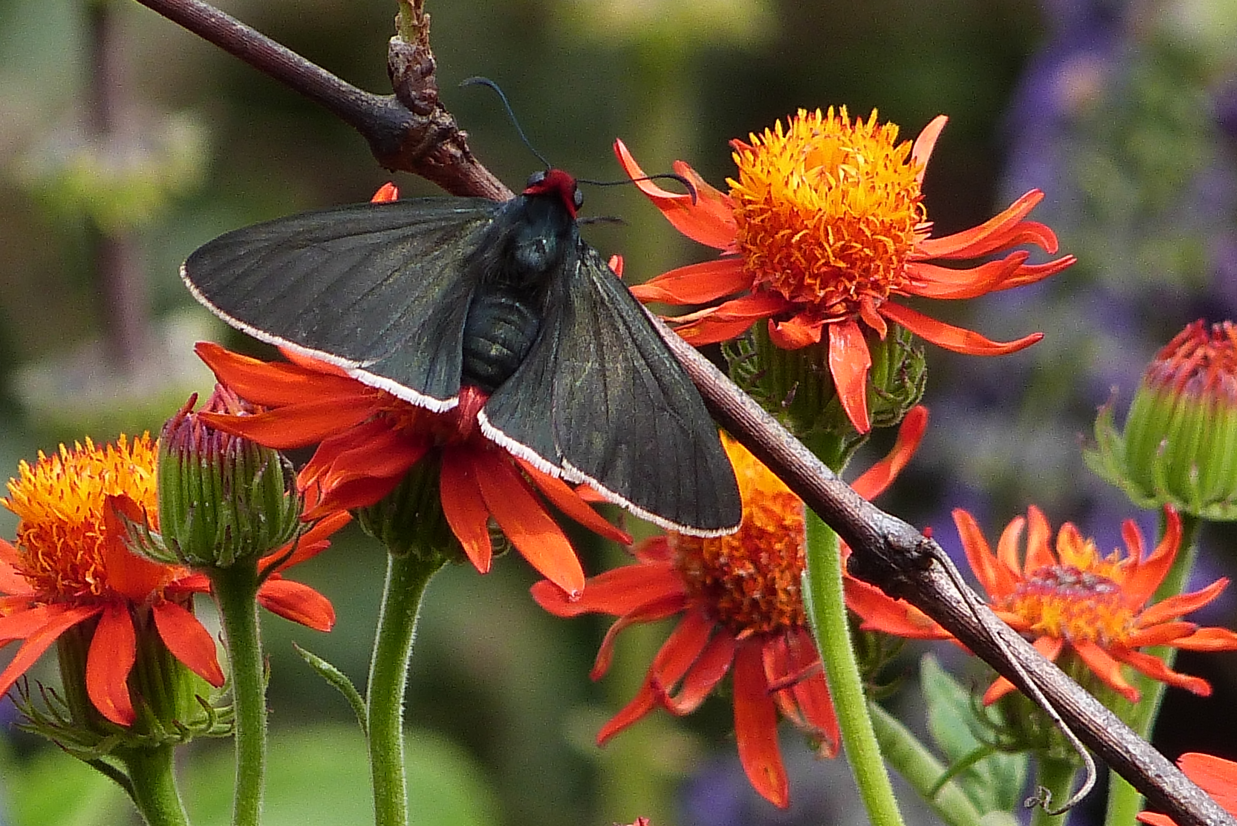 Mariposa2