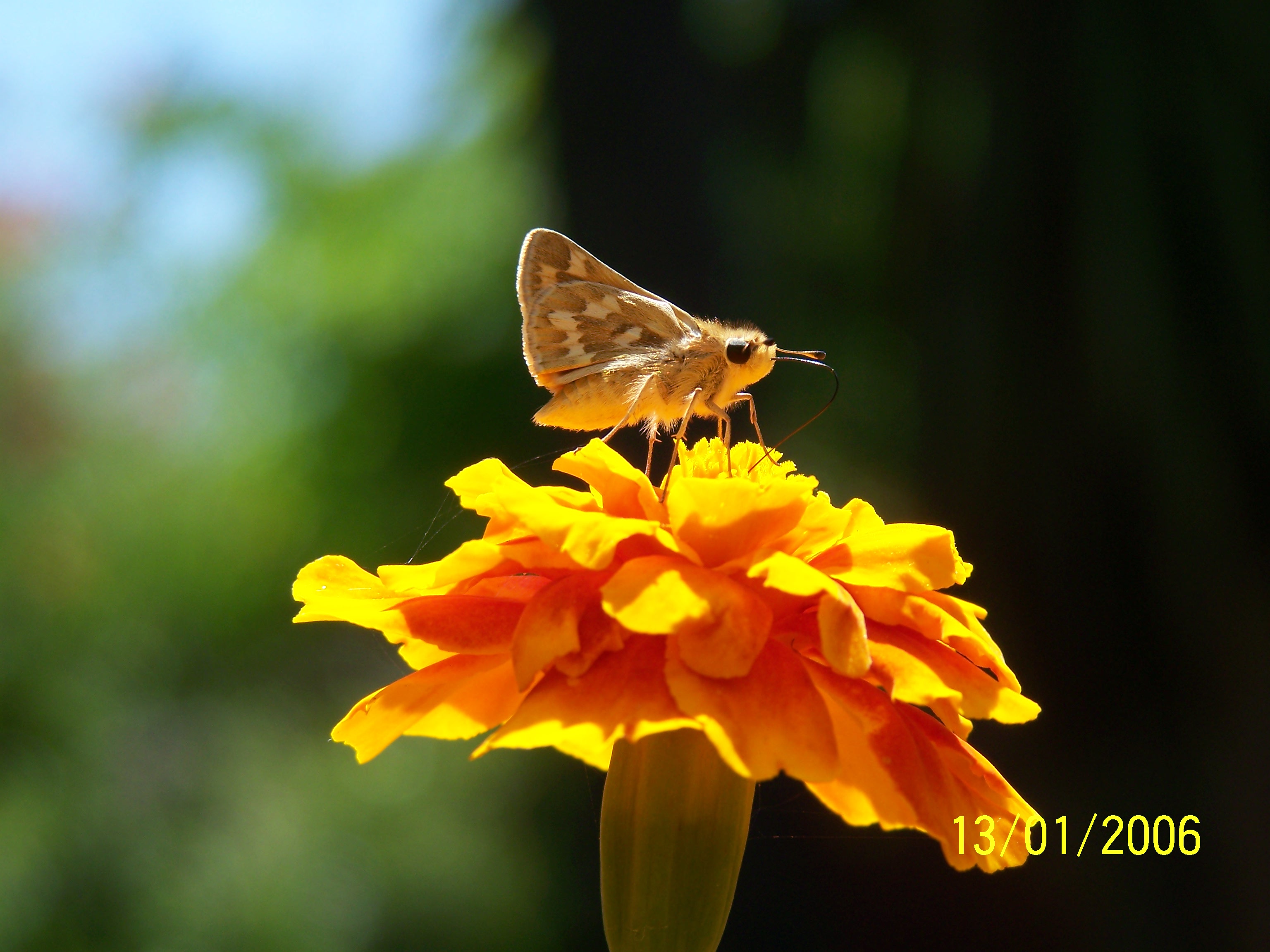 Mariposa - panoramio