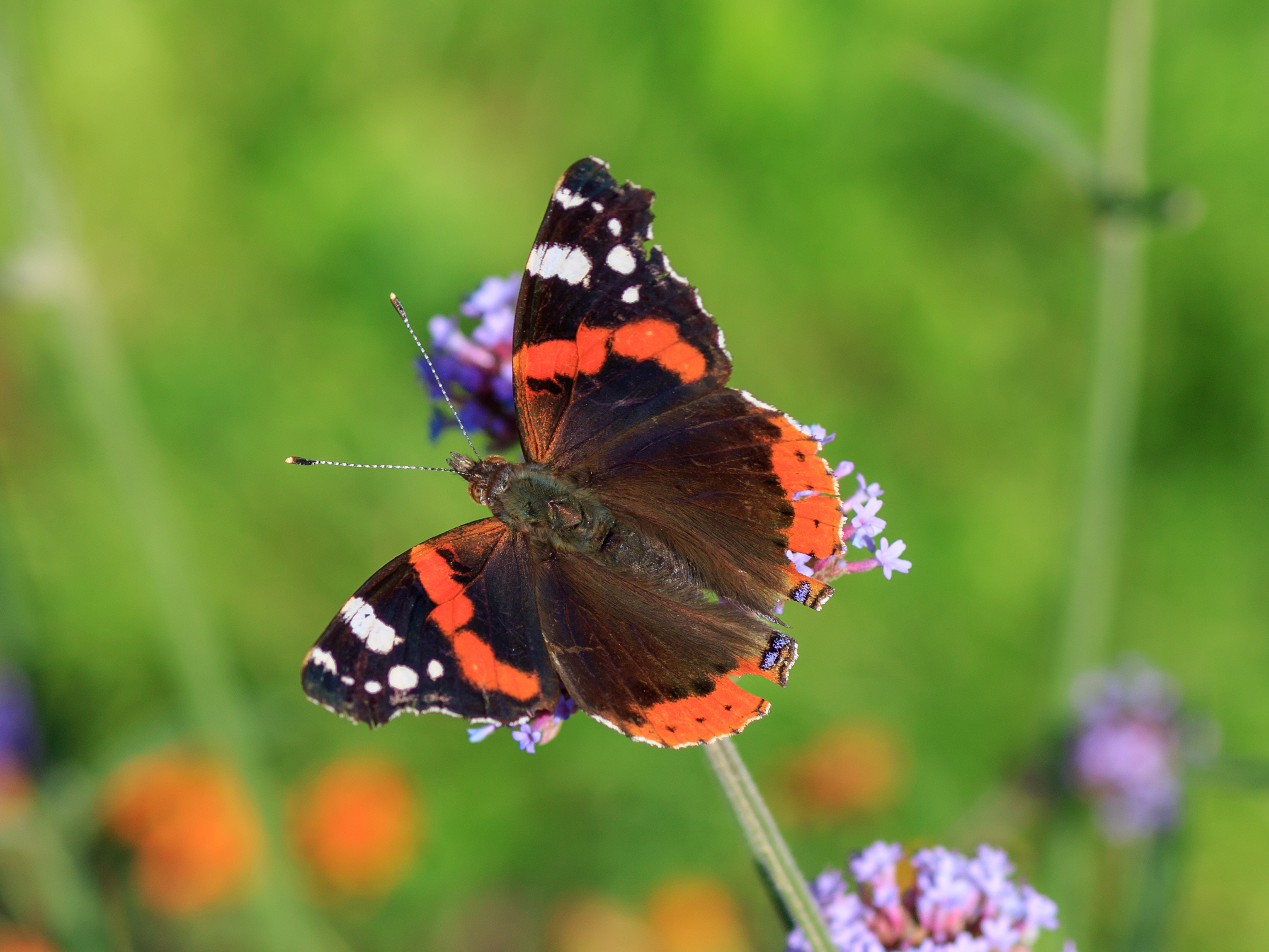 Marzahn Gaerten der Welt 08-2015 img12 Red Admiral