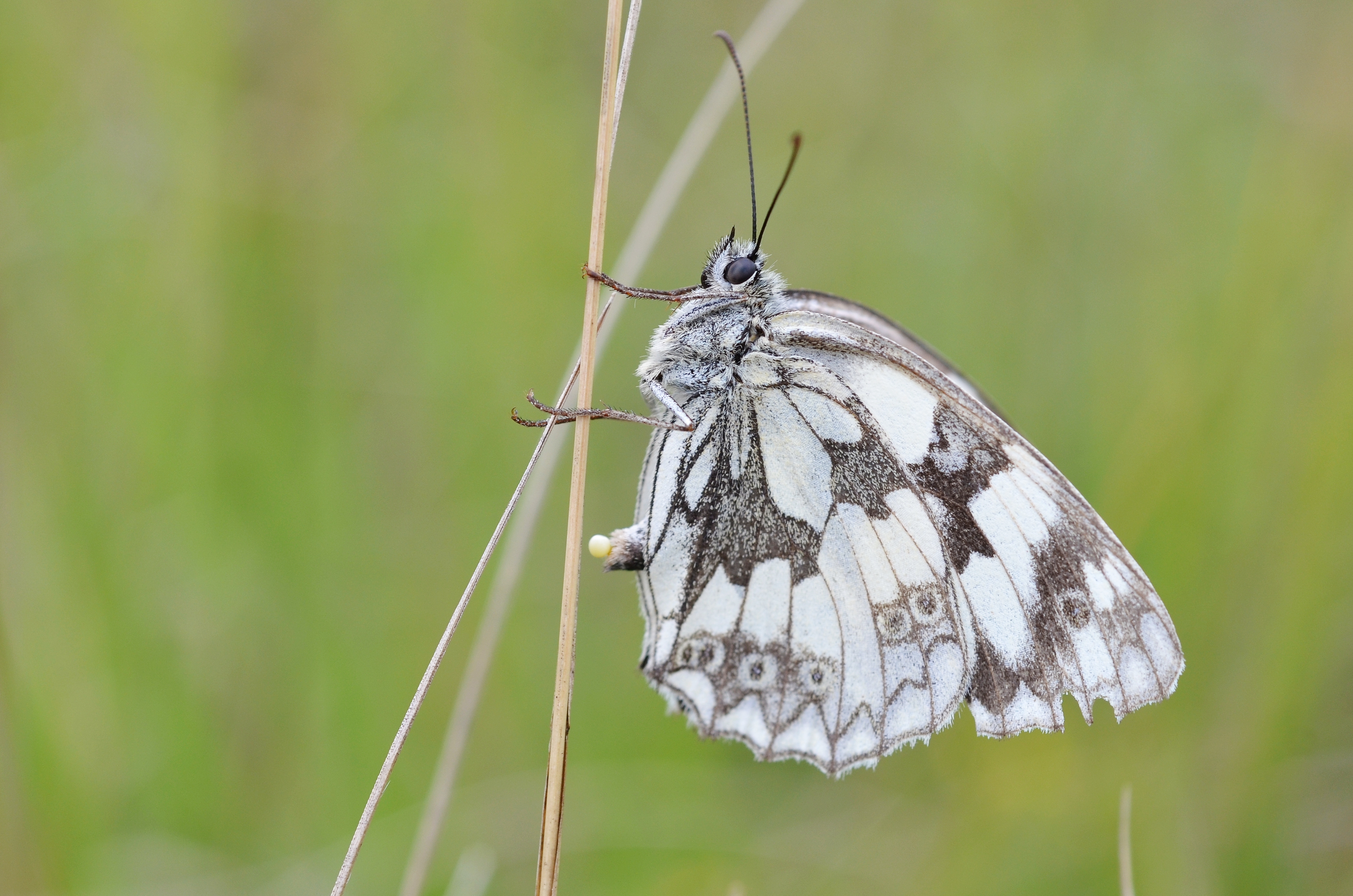 Melanargia galathea laying an egg (5933693244)