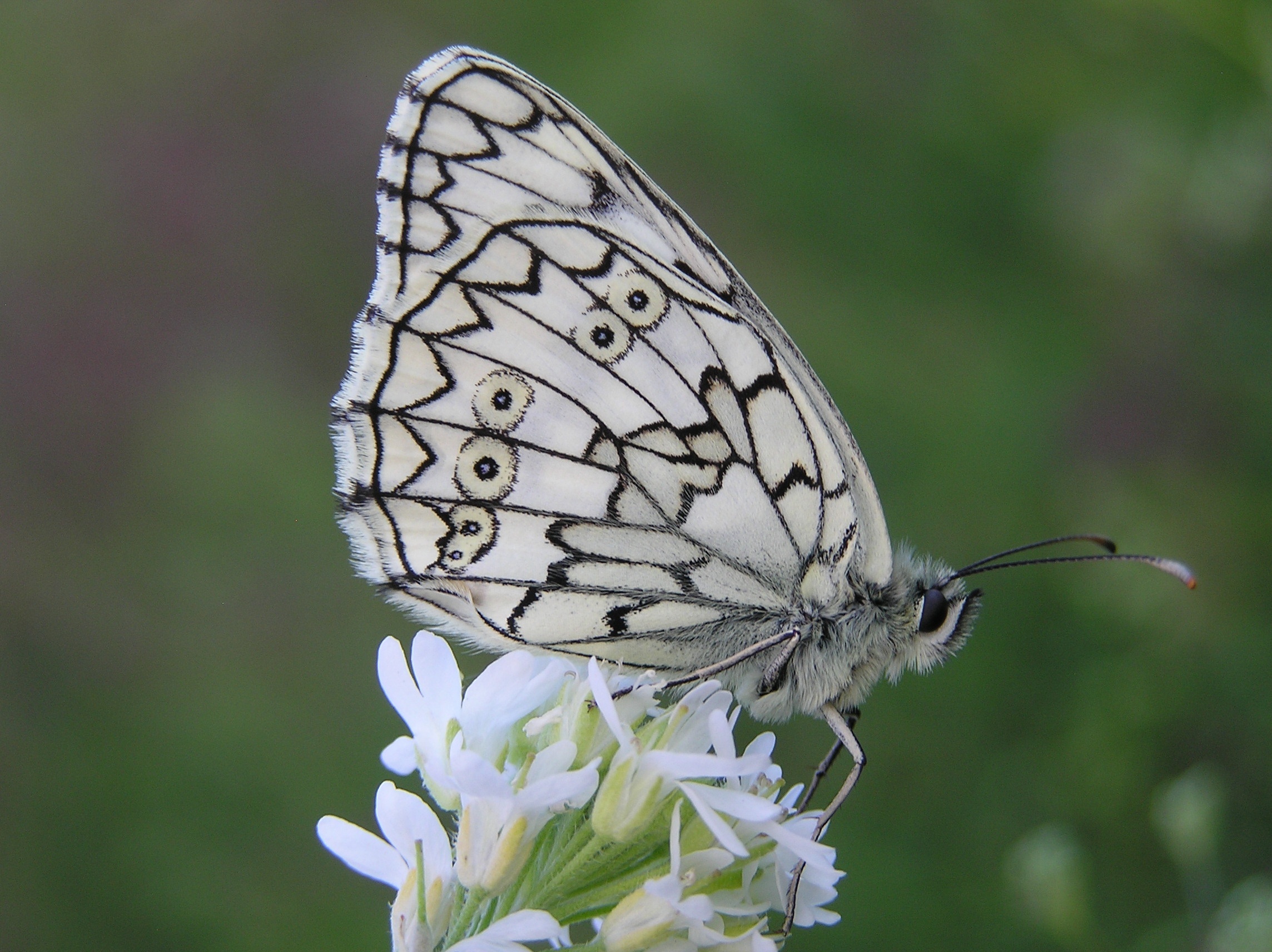 Melanargia russiae male perching