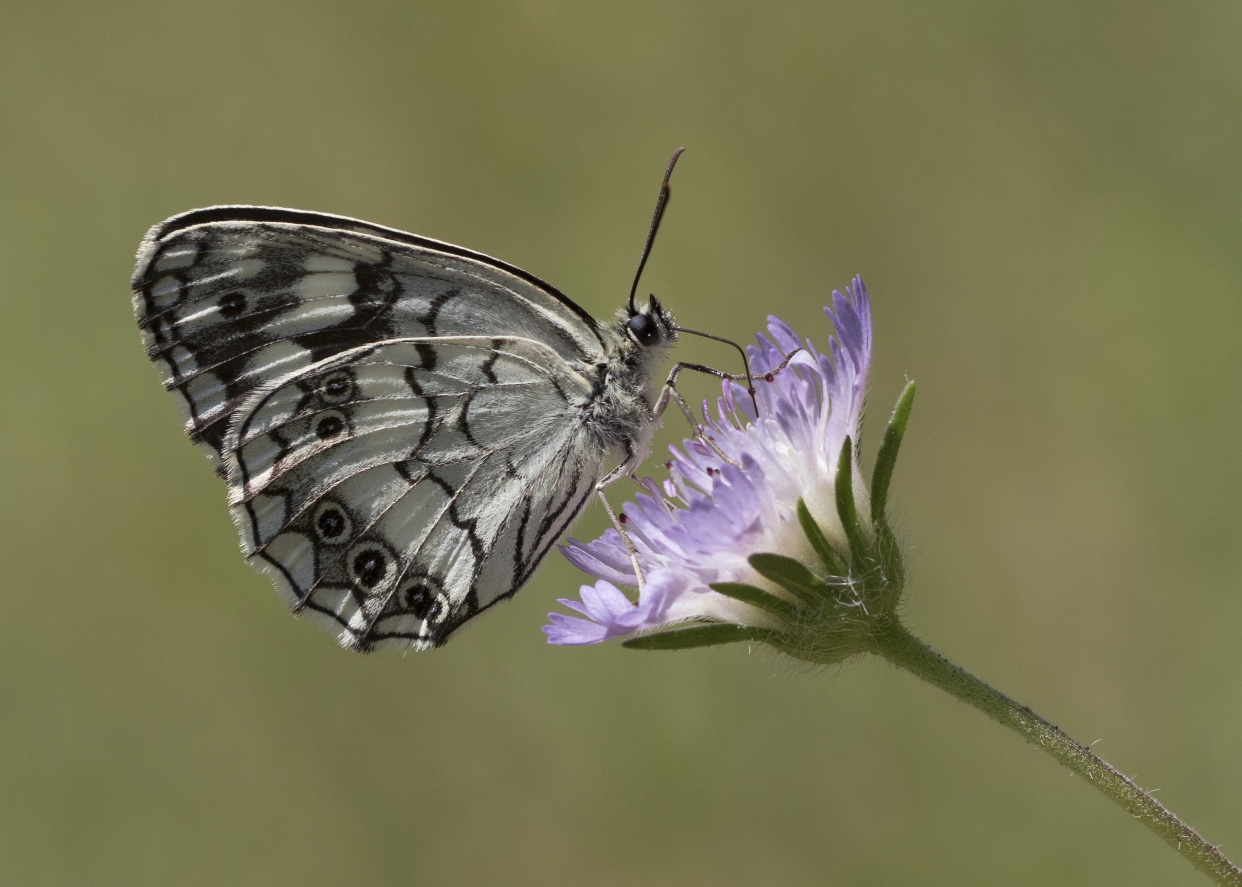 Melanargia syriaca - Kara melike 04