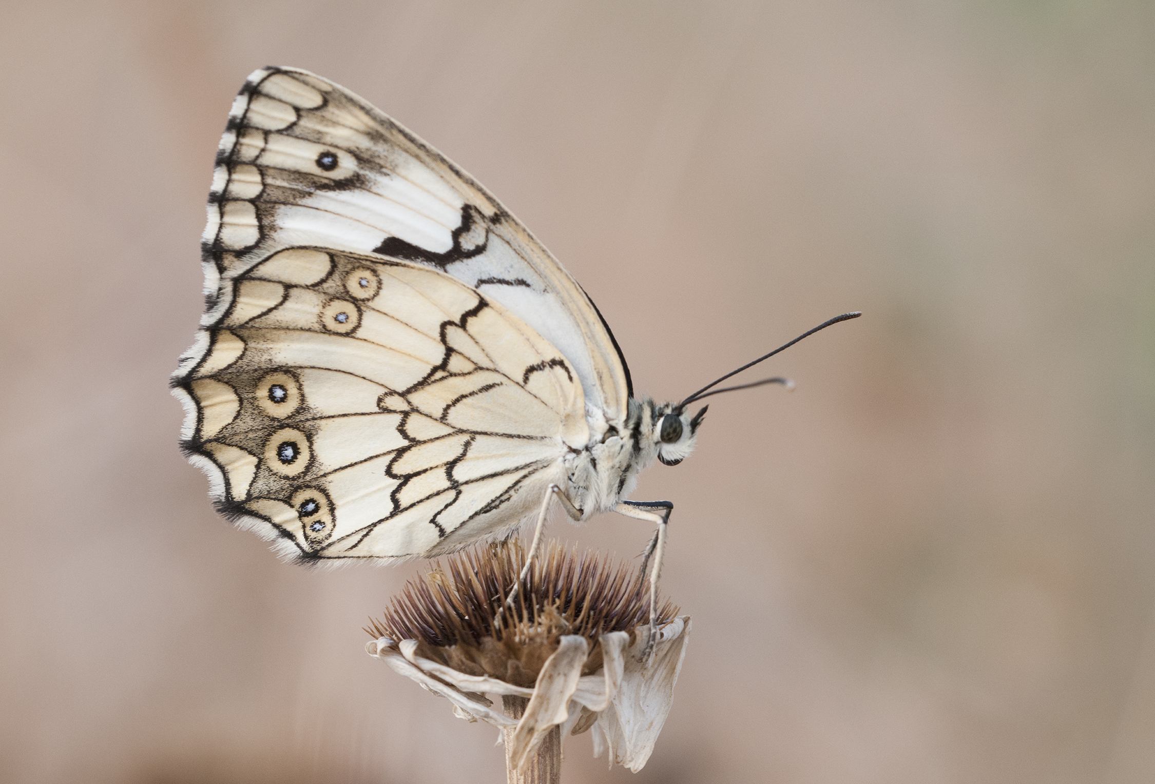Melanargia wiskotti - Wiskott's marbled white