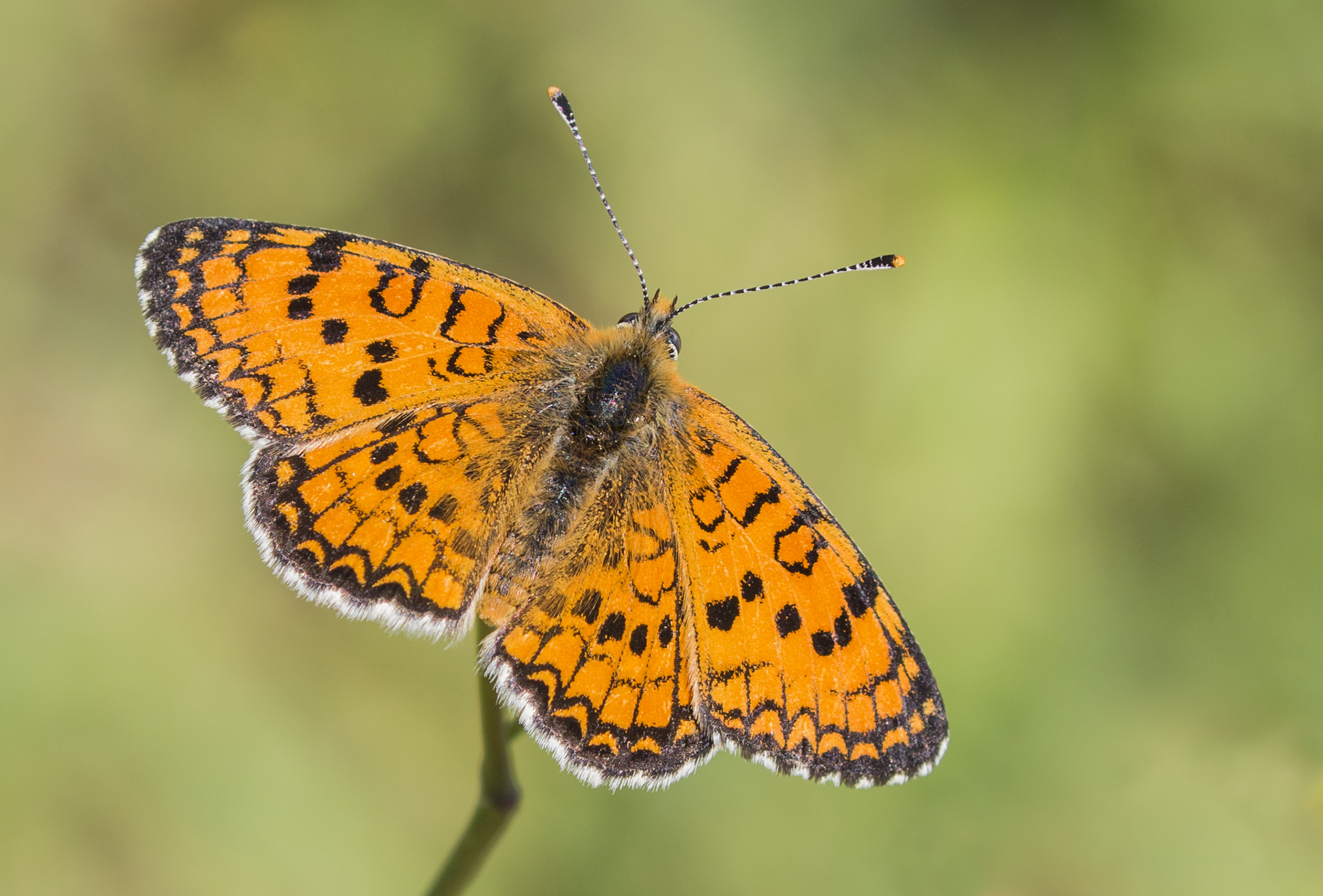 Melitaea collina - Hataylı İparhan 04
