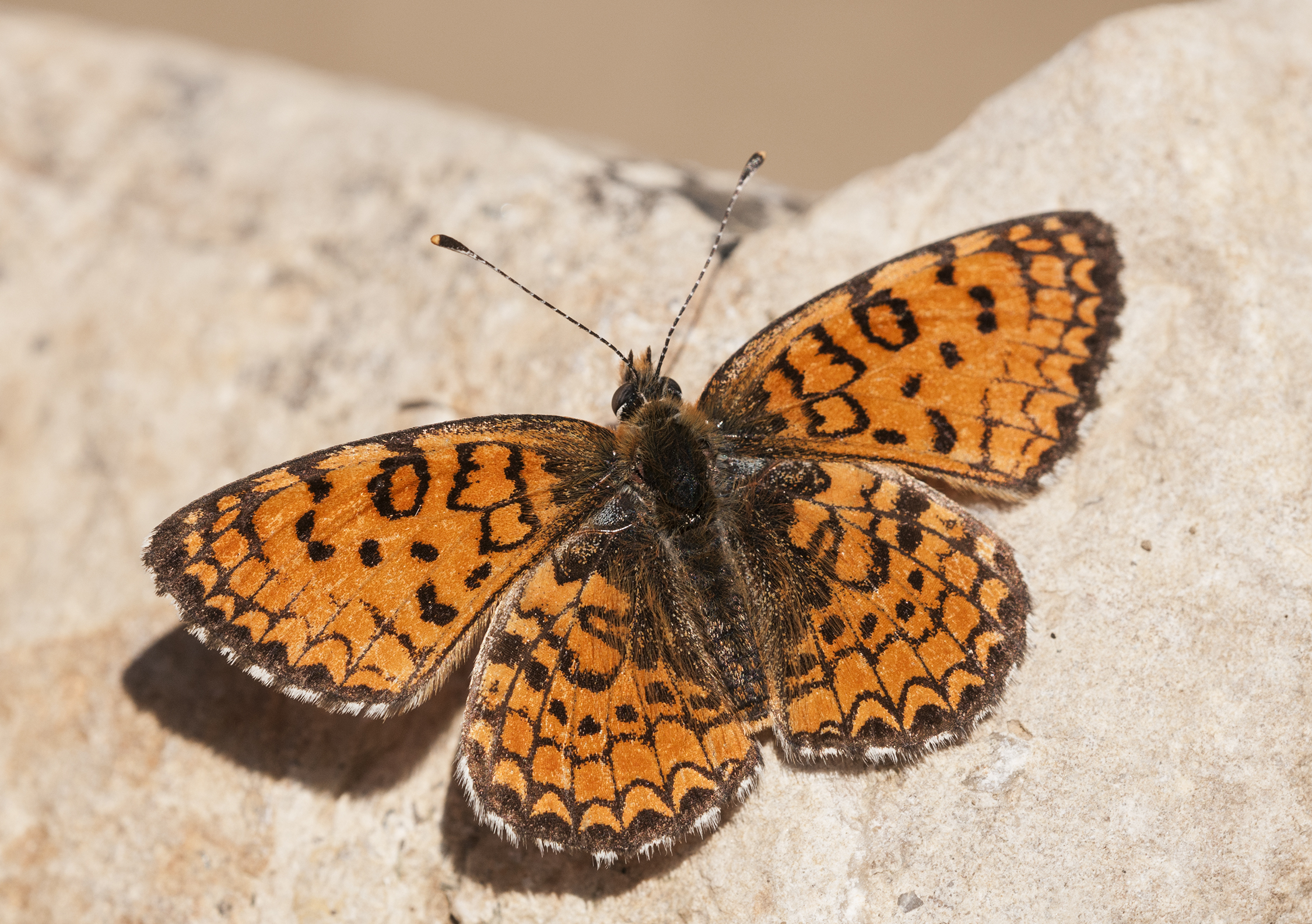 Melitaea collina - Hataylı İparhan 05