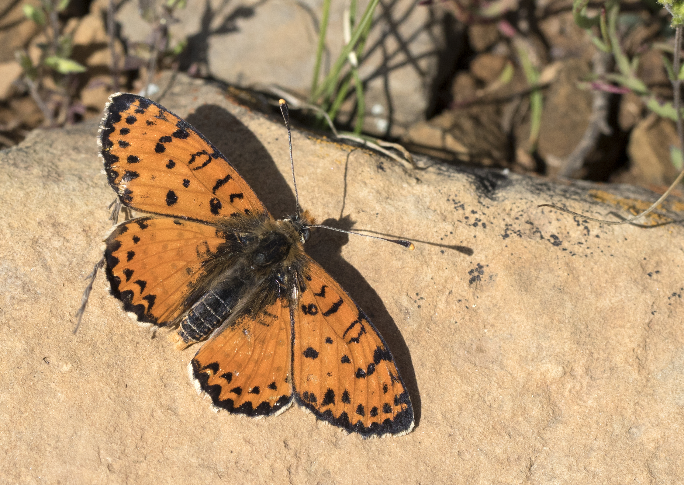 Melitaea didyma - Benekli iparhan 03
