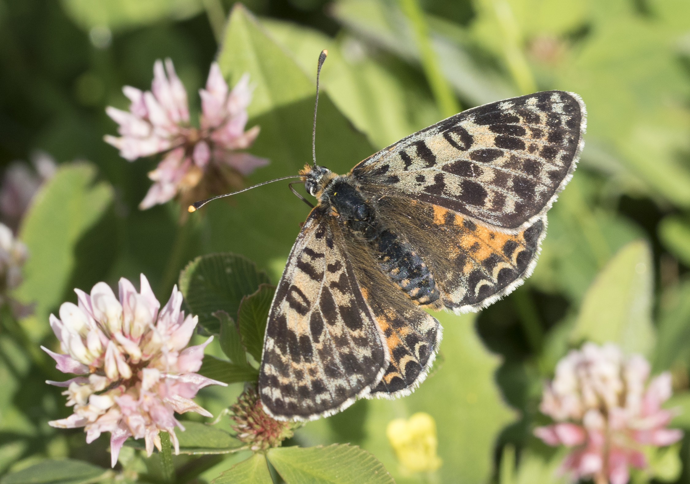 Melitaea didyma - Benekli iparhan 23