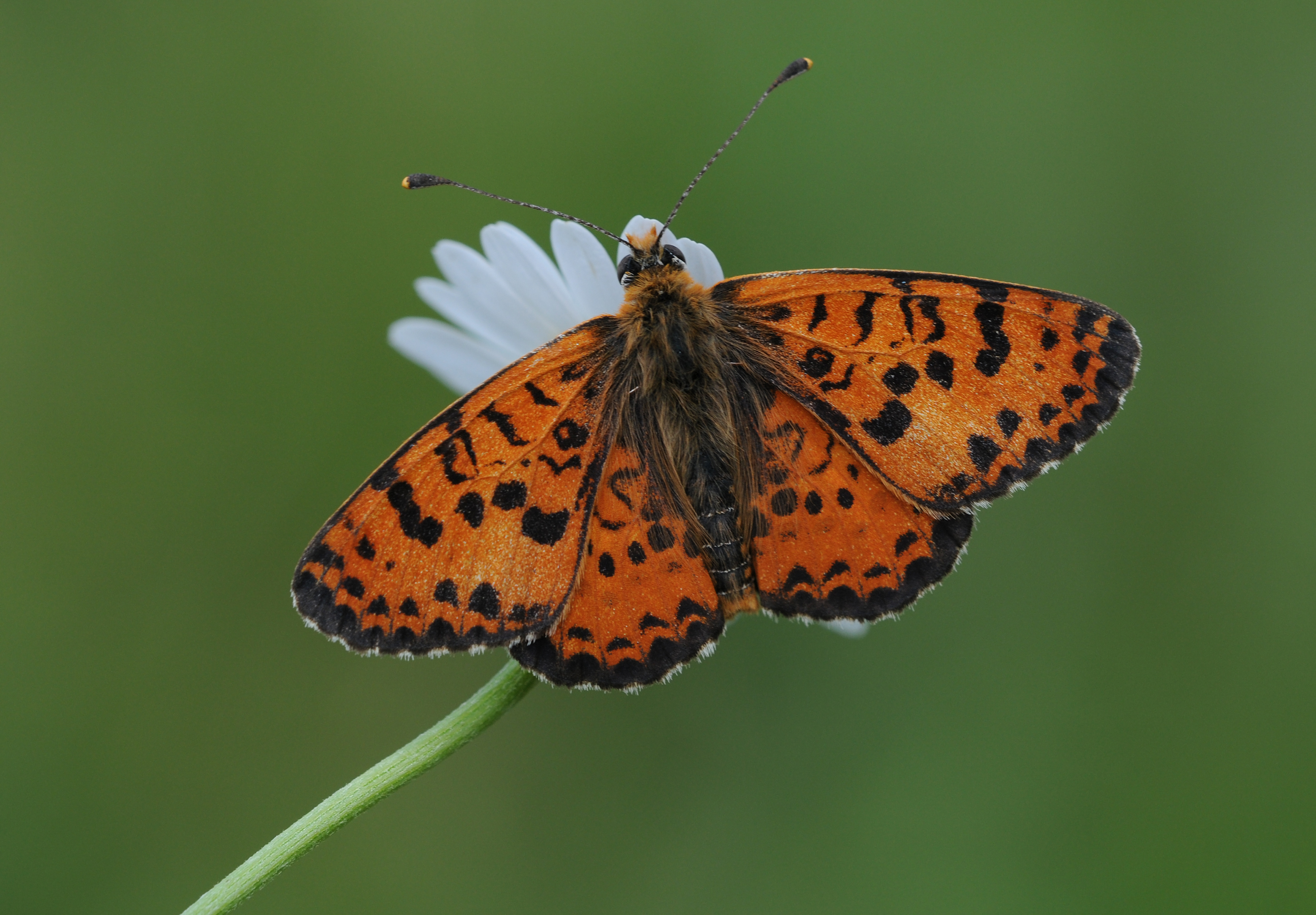 Melitaea didyma - Spotted Fritillary, Kırklareli 2013-06-09 01-1