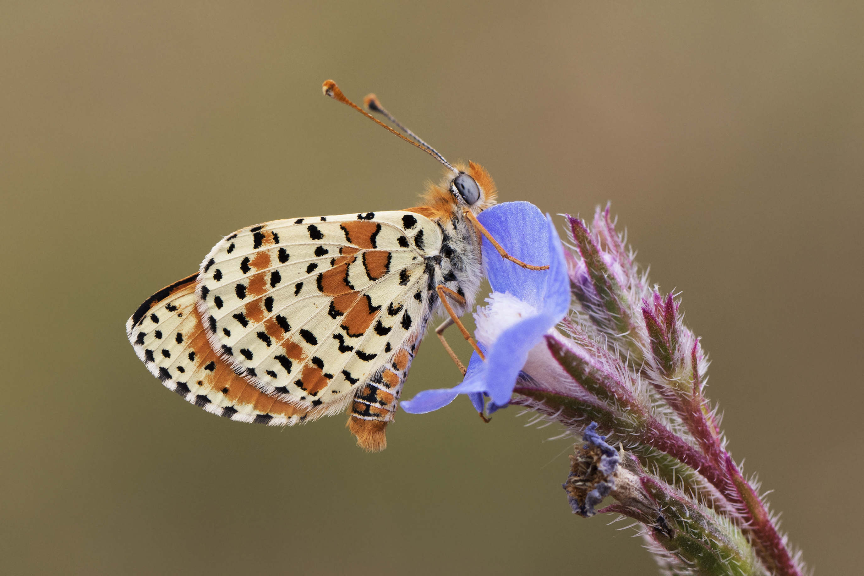 Melitaea didyma, , Giresun 2017-07-07 01-2
