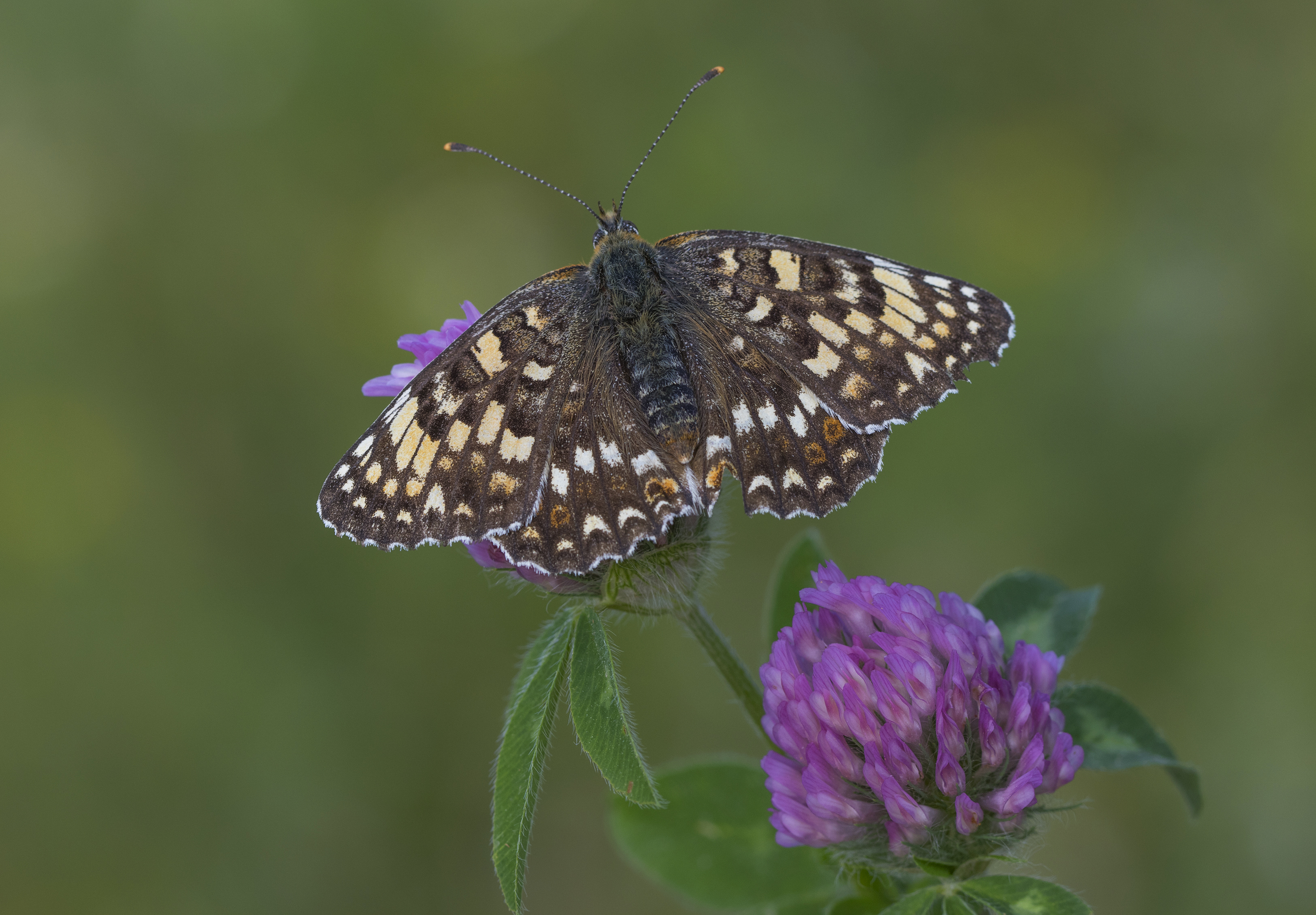 Melitaea phoebe - Benekli Büyük İparhan 07-12