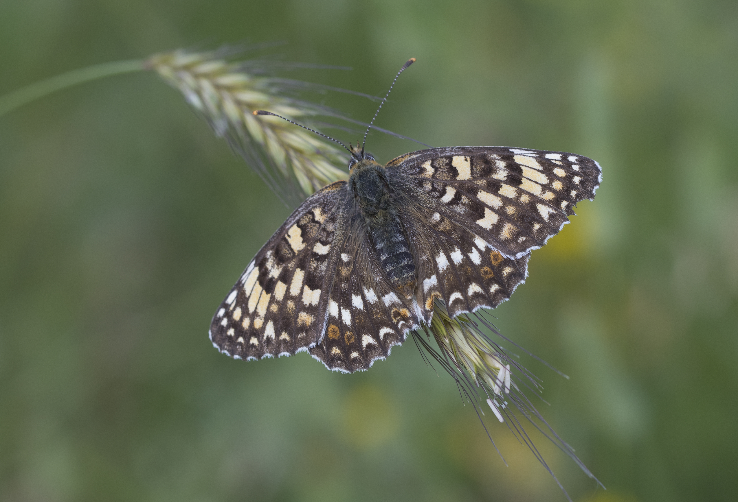 Melitaea phoebe - Benekli Büyük İparhan 07-6