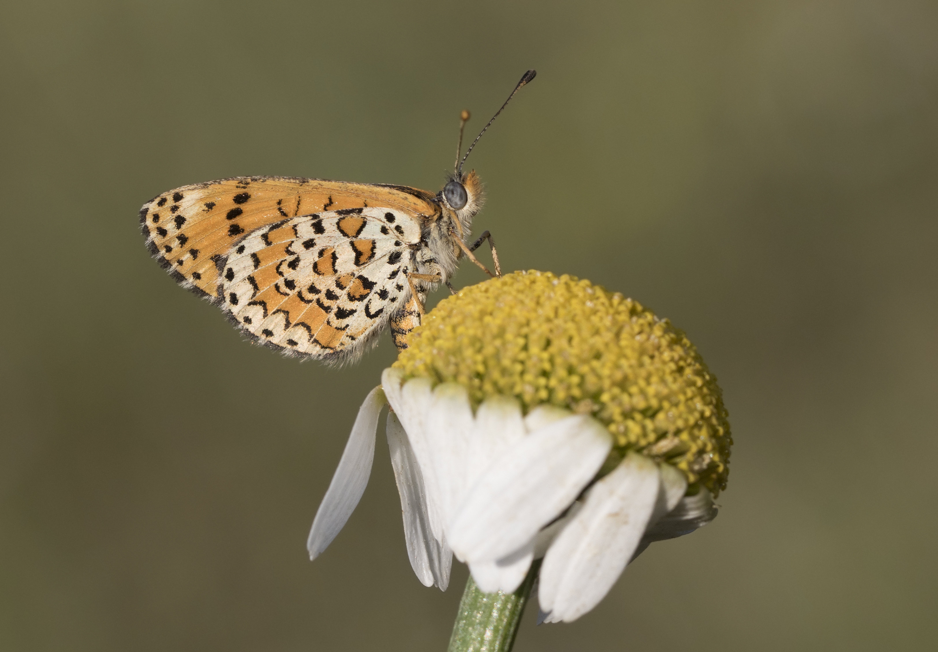 Melitaea trivia - Güzel iparhan 03-3