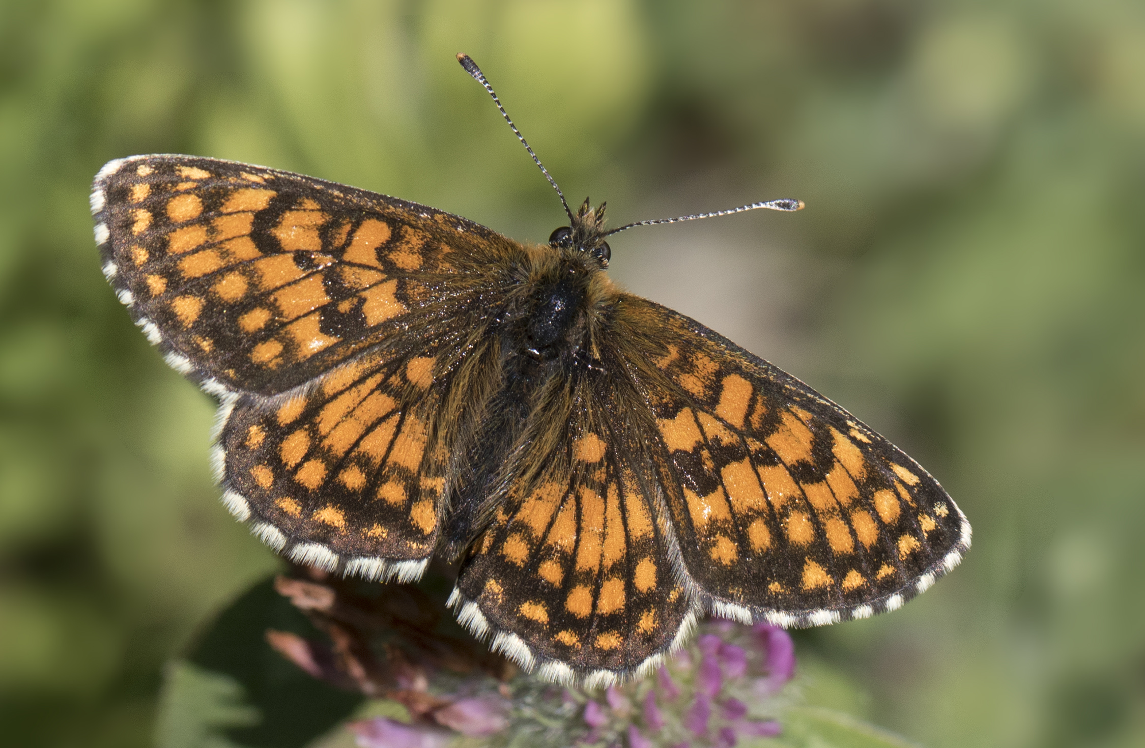 Mellicta aurelia, Sivas 2017-07-07 01-1