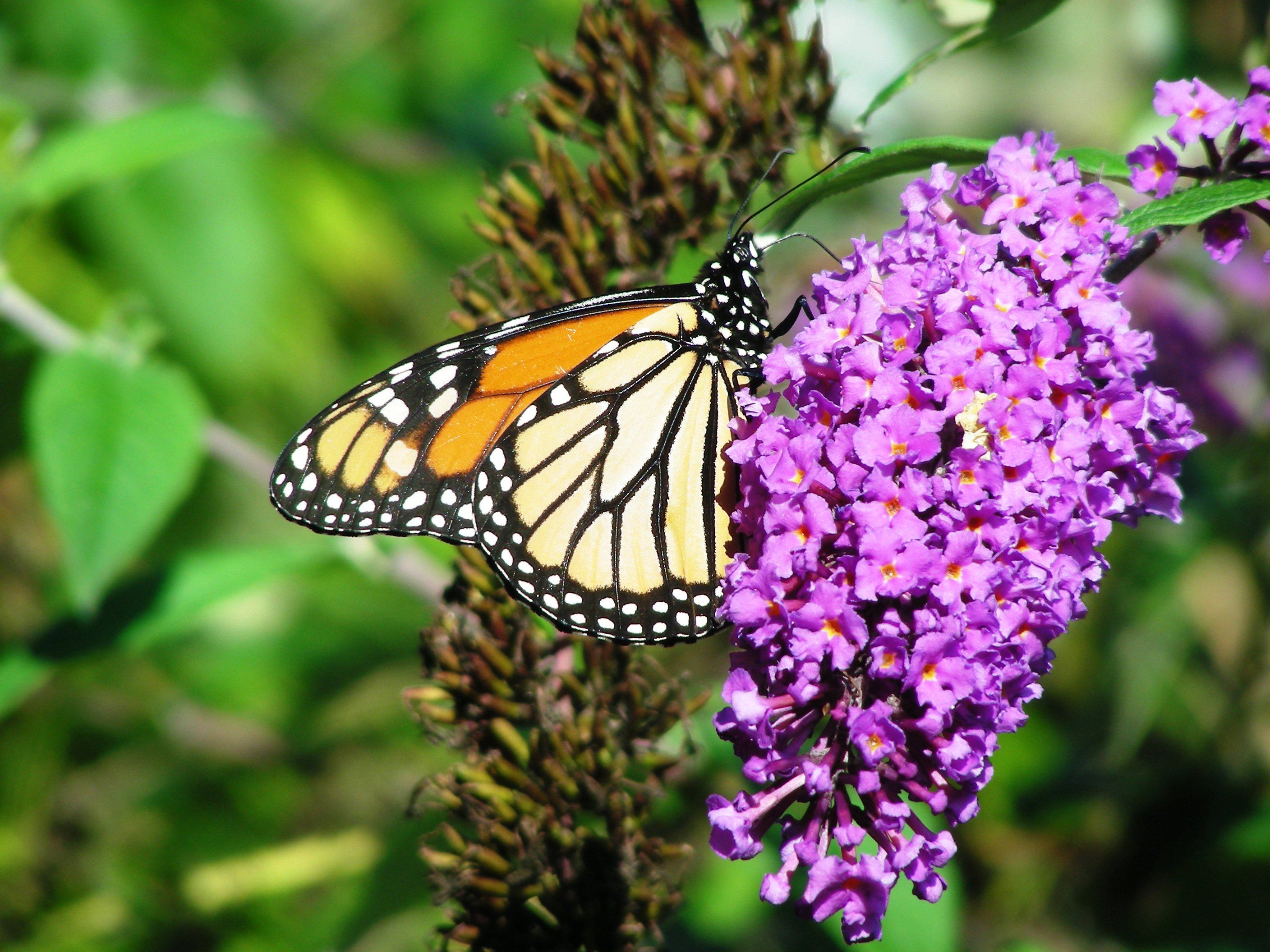 Monarch 4