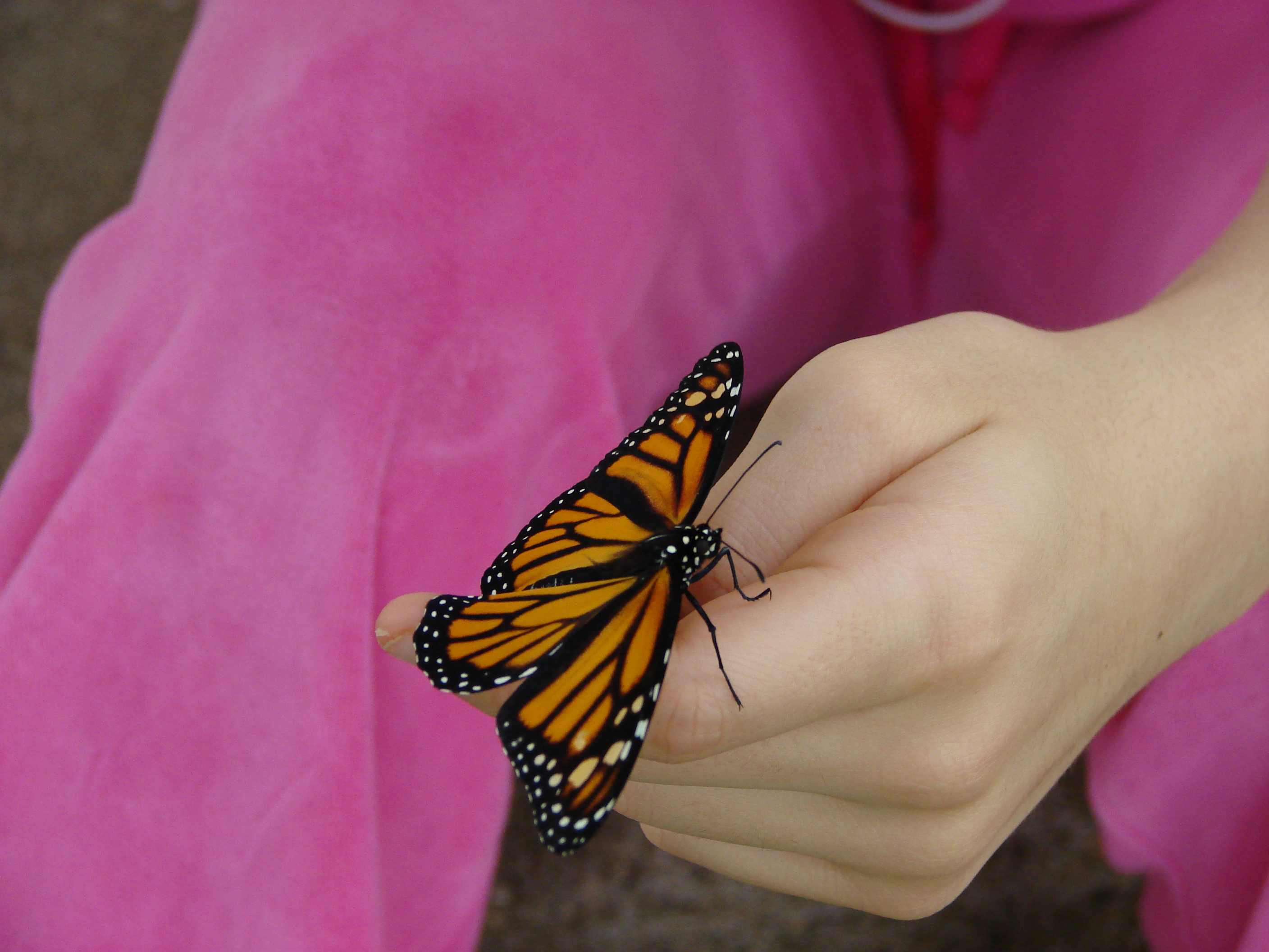 Monarch Butterfly (1)