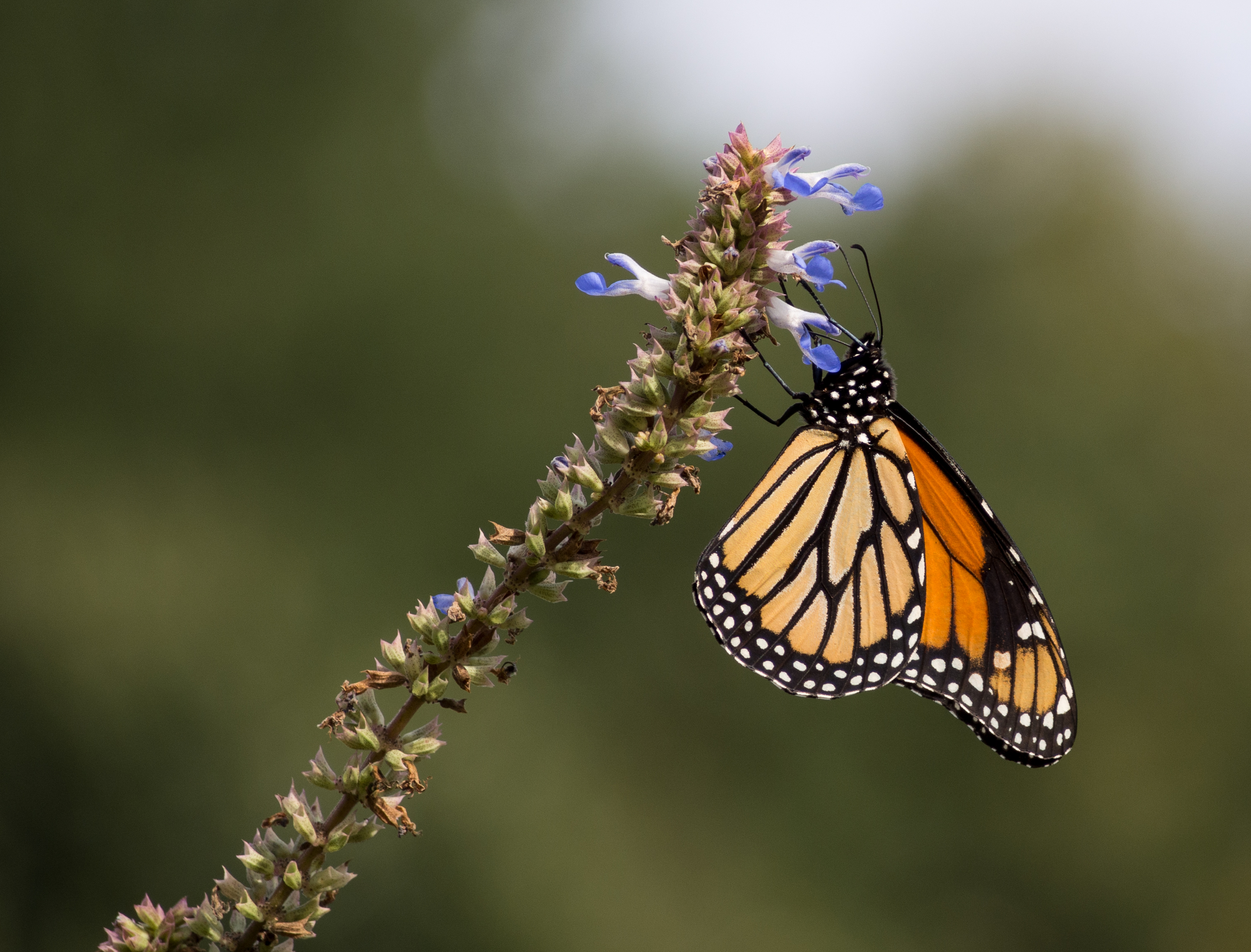 Monarch butterfly (70387)