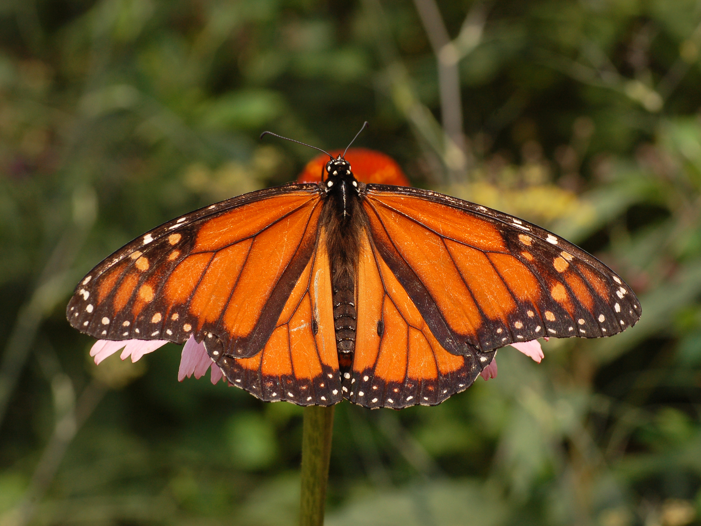 Monarch Butterfly Danaus plexippus Male 2664px