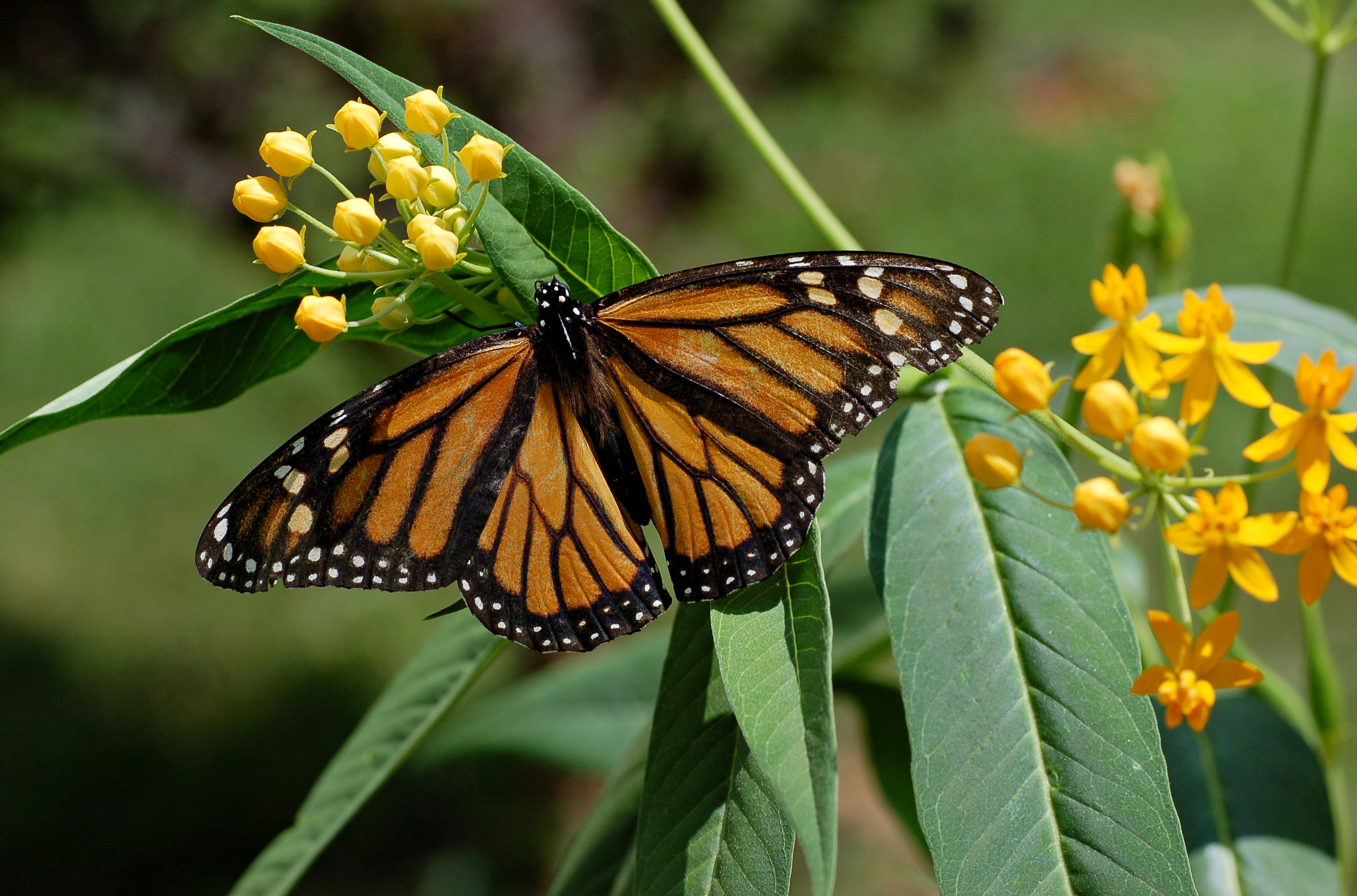 Monarch Butterfly Danaus plexippus on Milkweed Hybrid 2800px