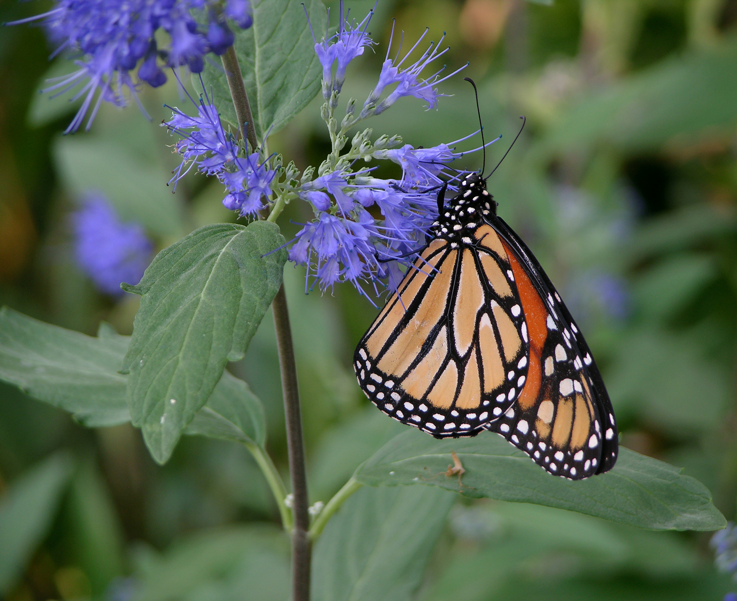 Monarch Butterfly Purple Flower Edit 3000px