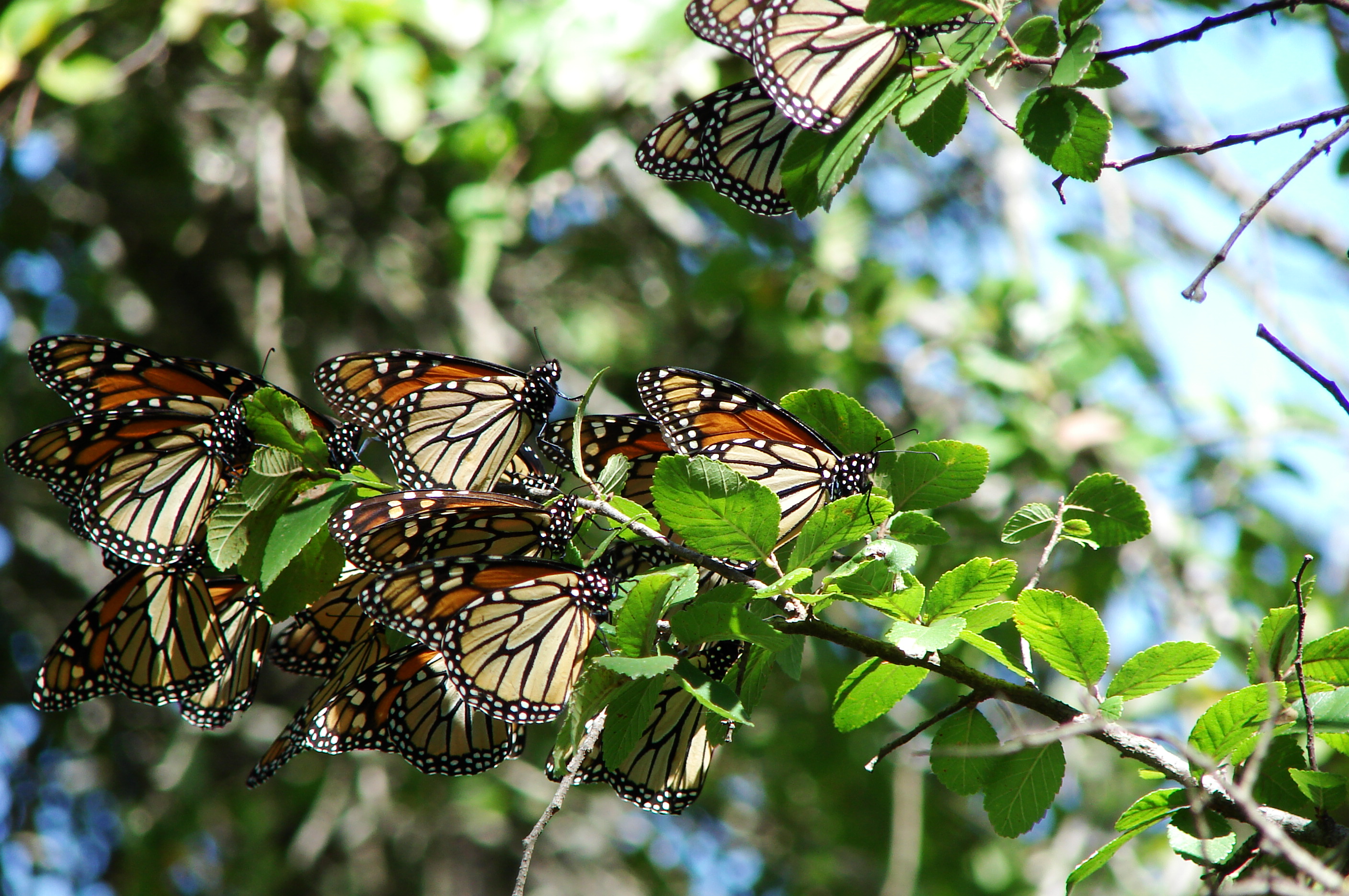 MonarchButterfly-5635