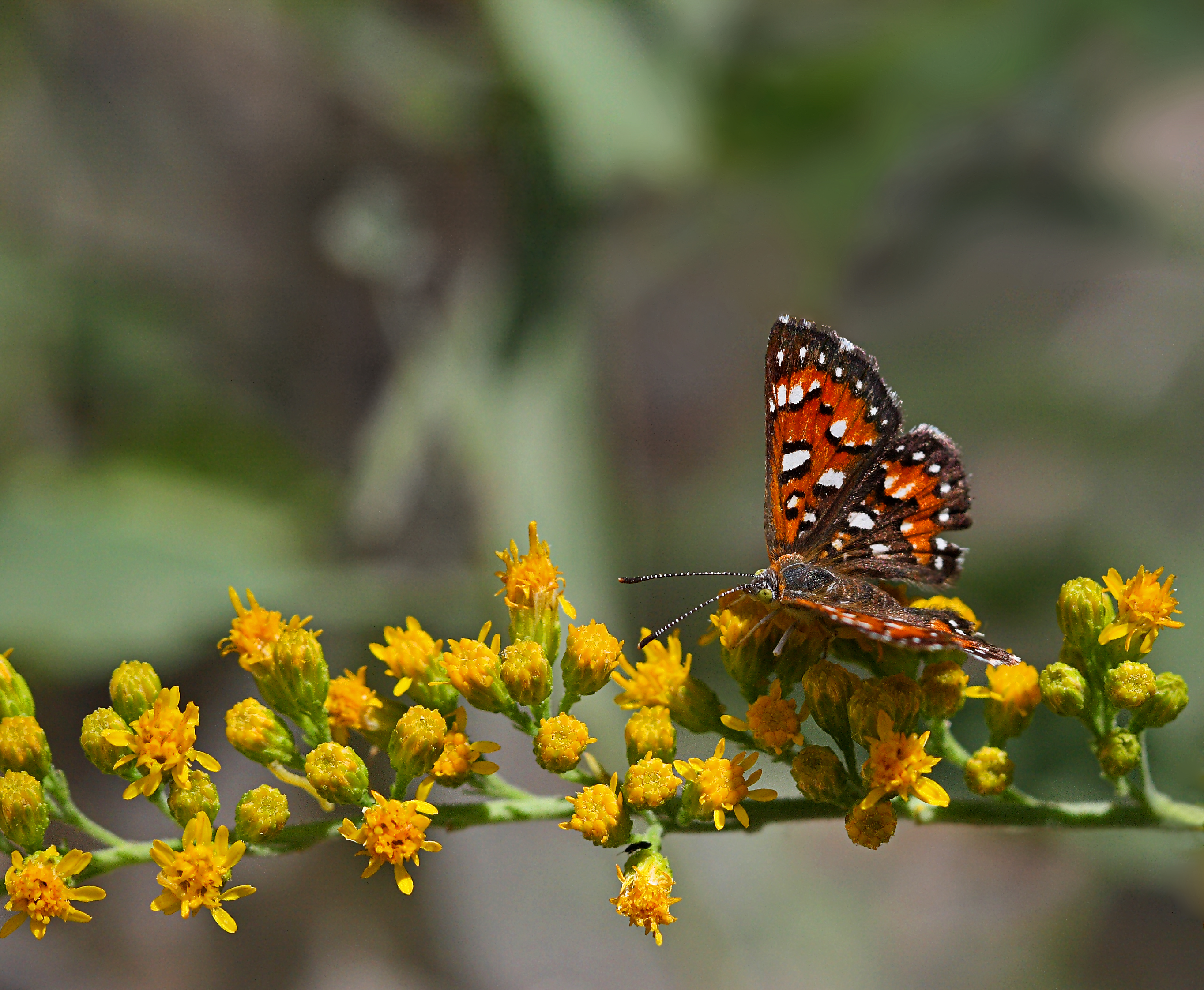 Mormon Metalmark (Apodemia mormo)2