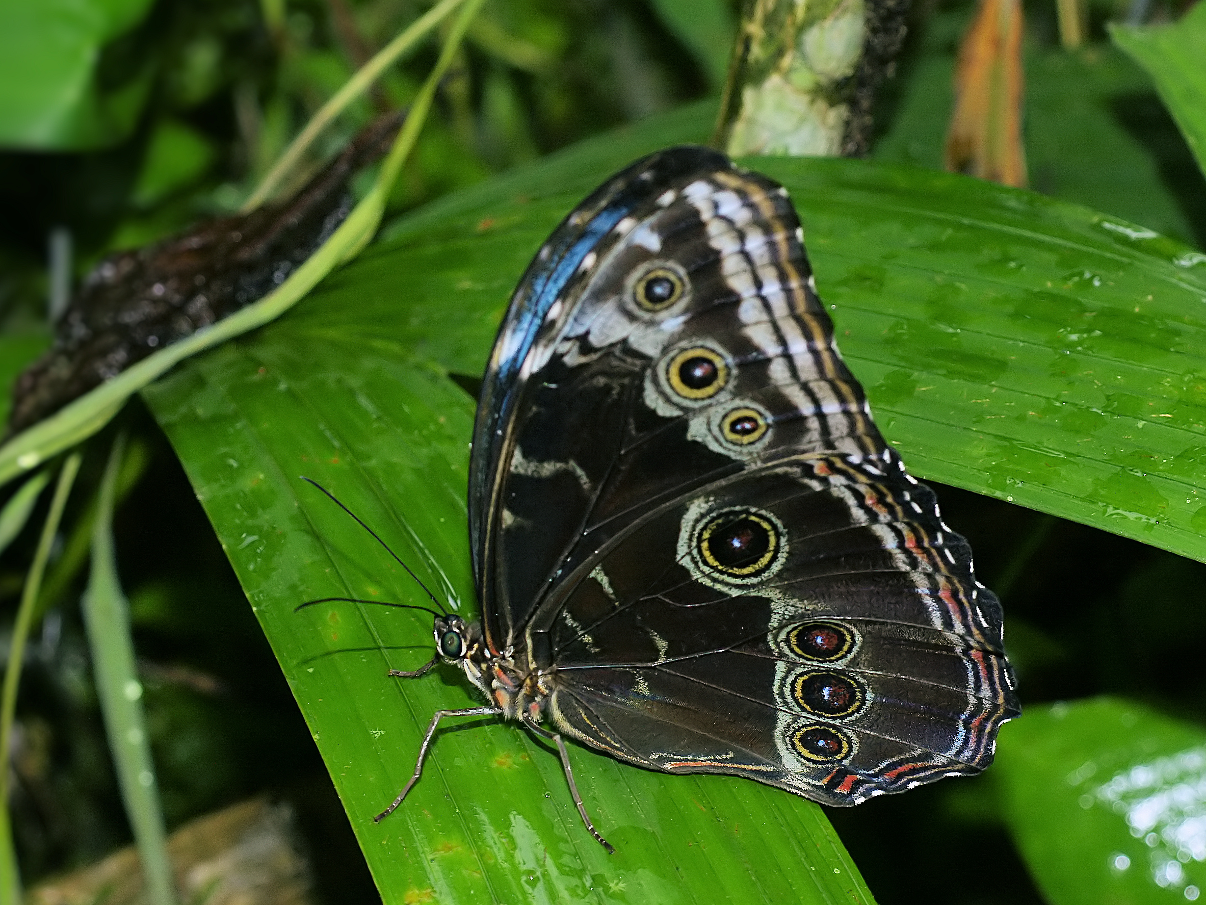 Morpho deidamia polybaptus (ventral)
