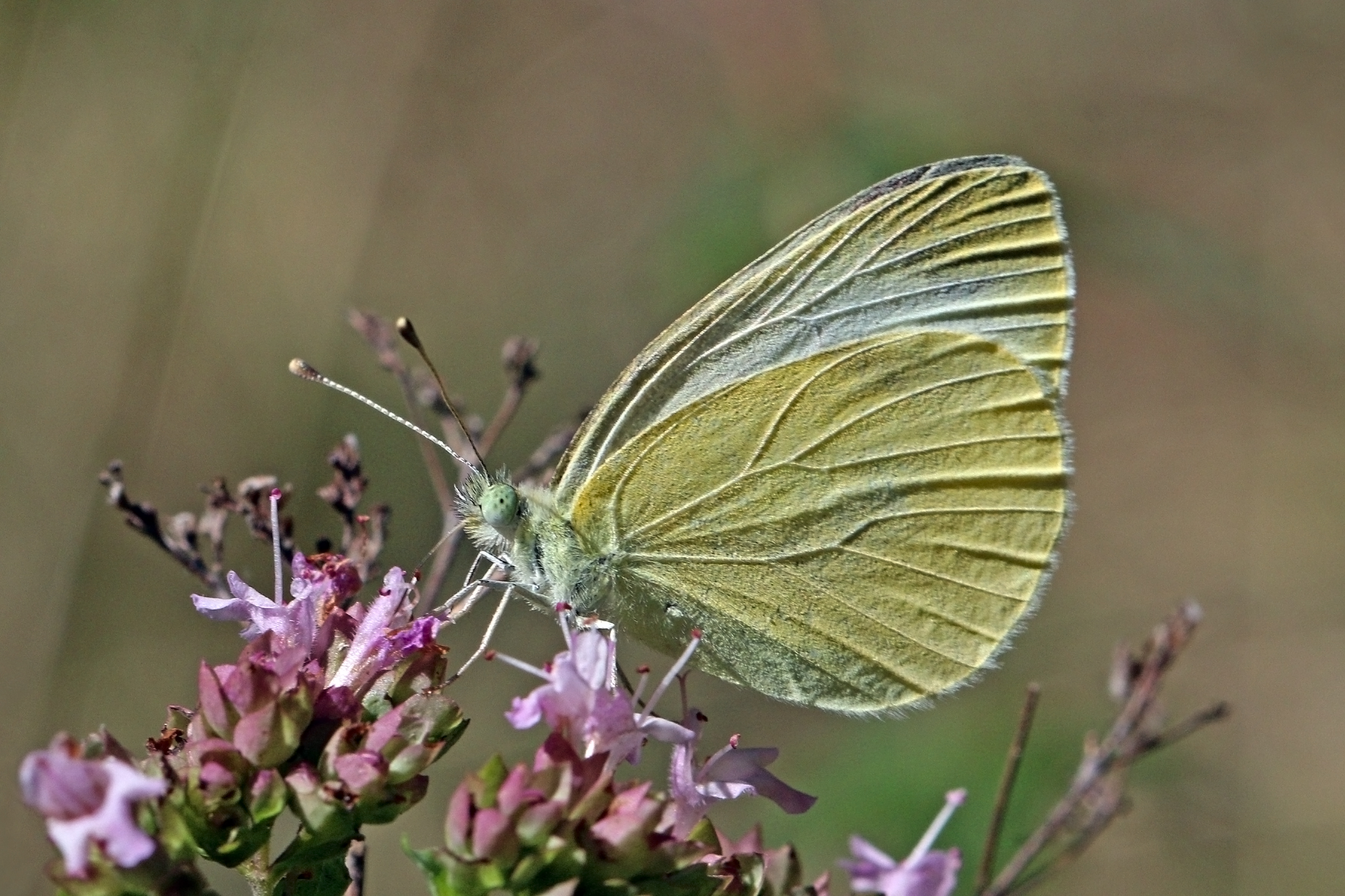 Mountain small white (Pieris ergane) Bulgaria