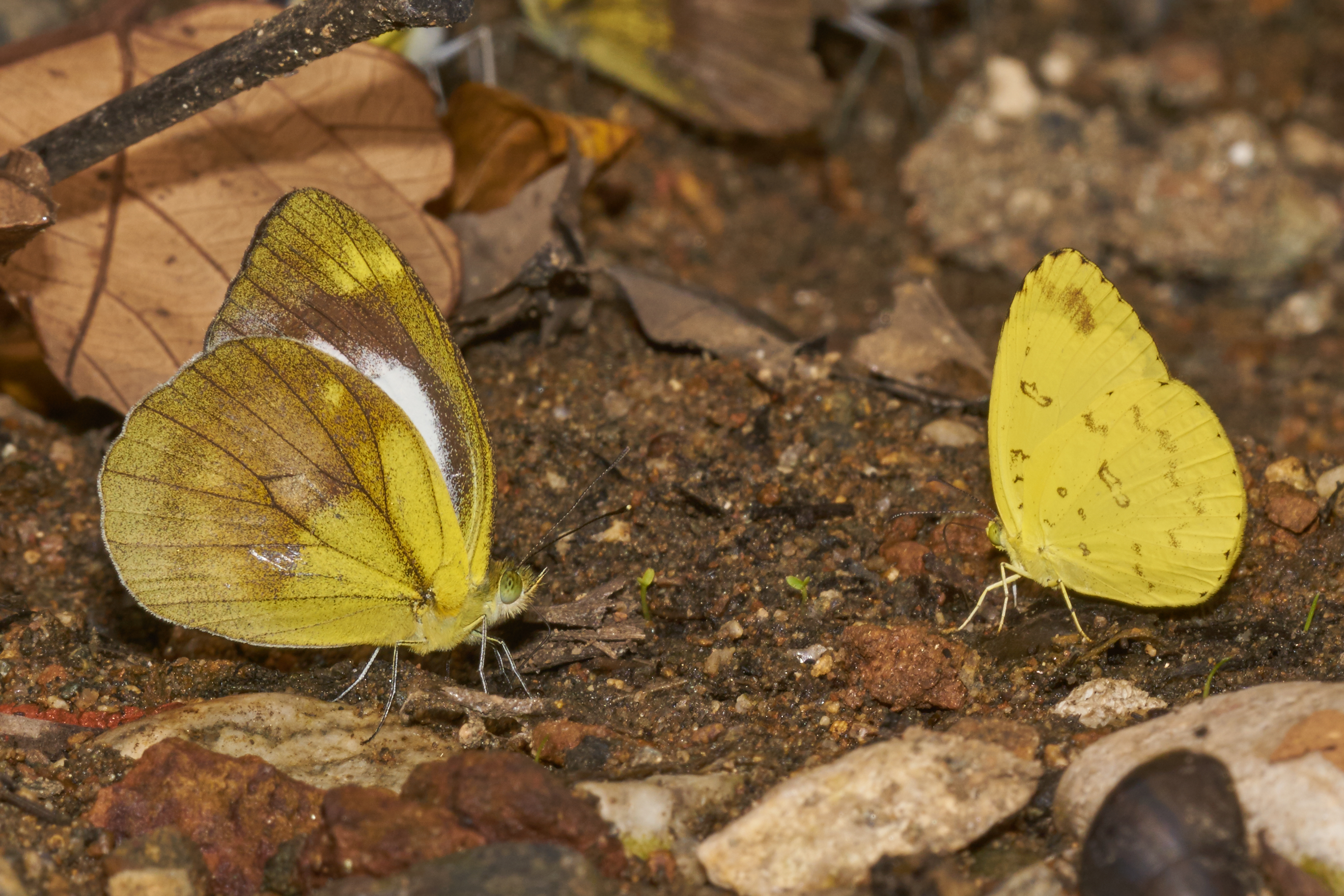 Mud-puddling-Aralam-2016-10-29-002