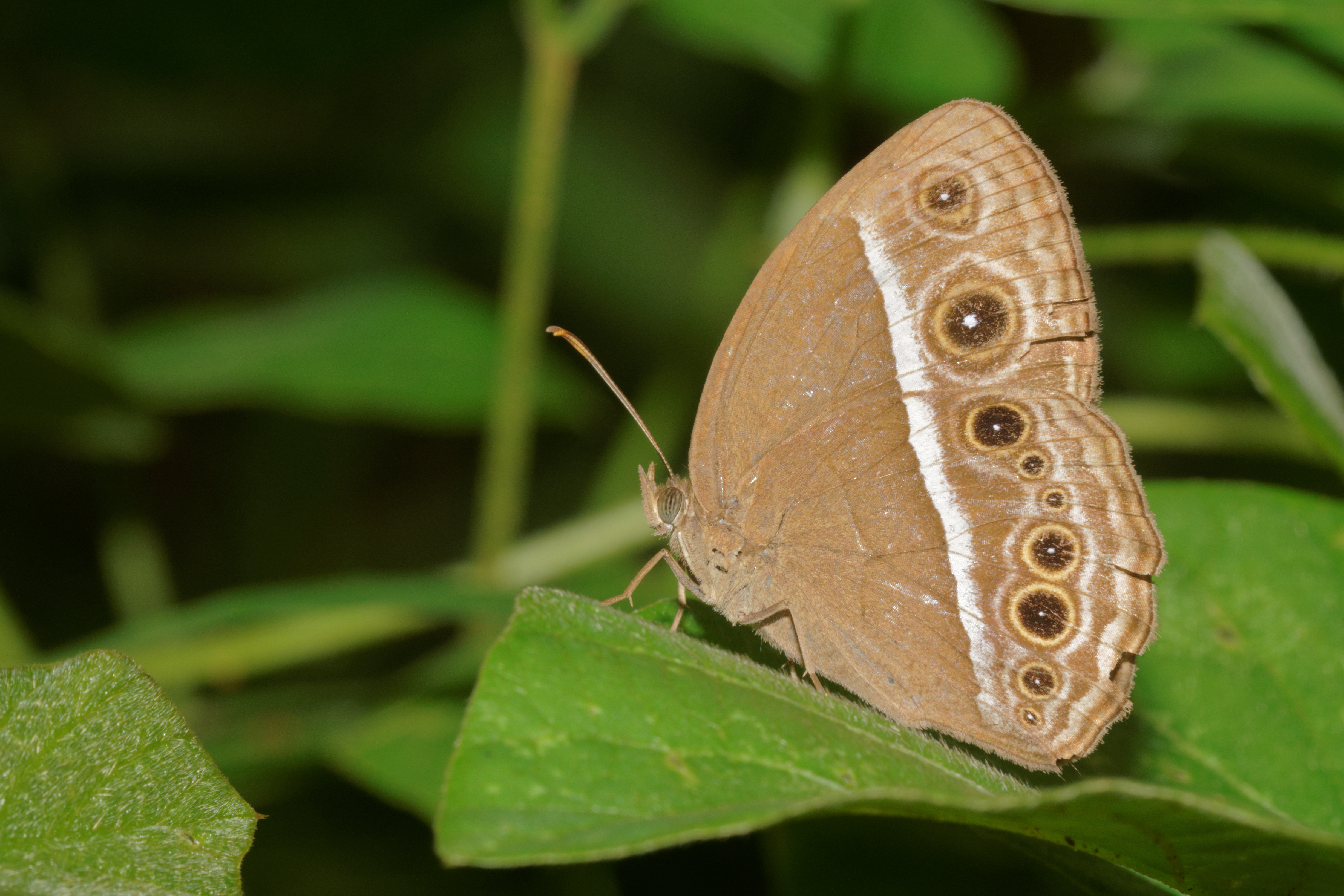 Mycalesis mineus-Kadavoor-2016-07-09-001