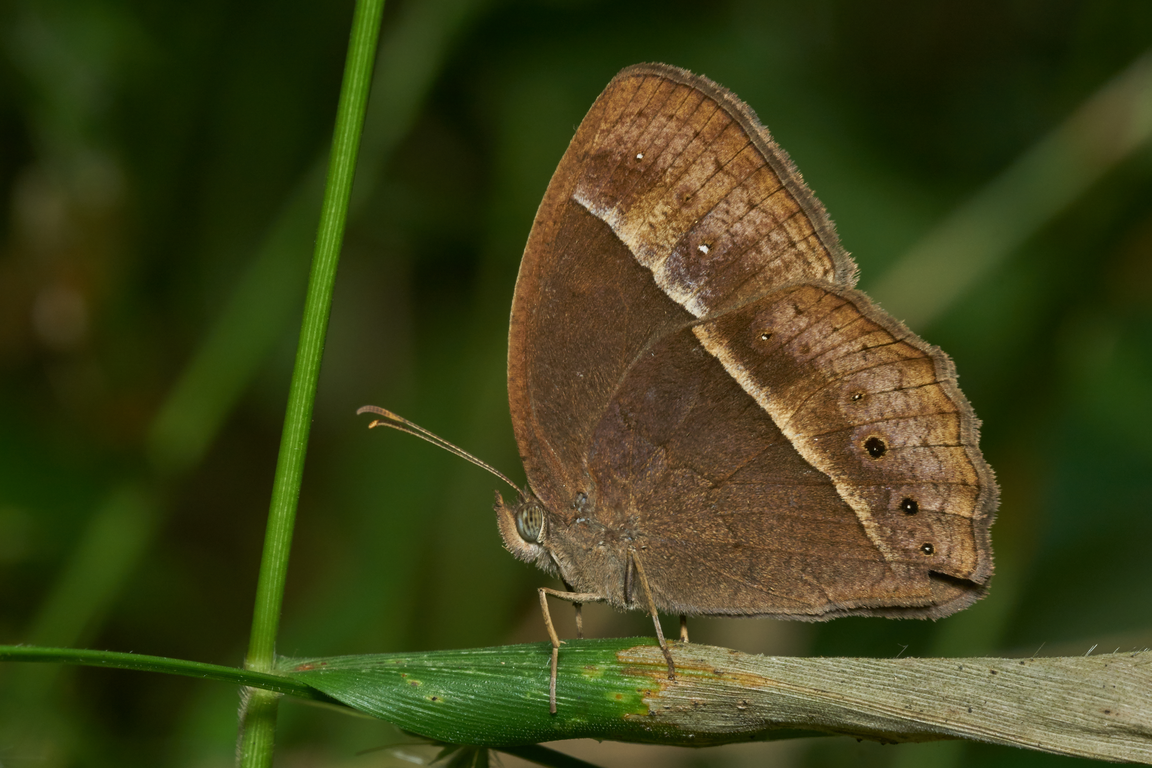 Mycalesis mineus-Kadavoor-2016-11-28-001