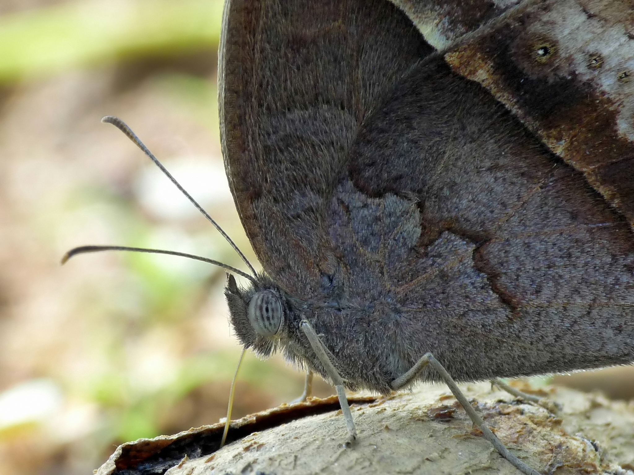Mycalesis perseus of Kadavoor