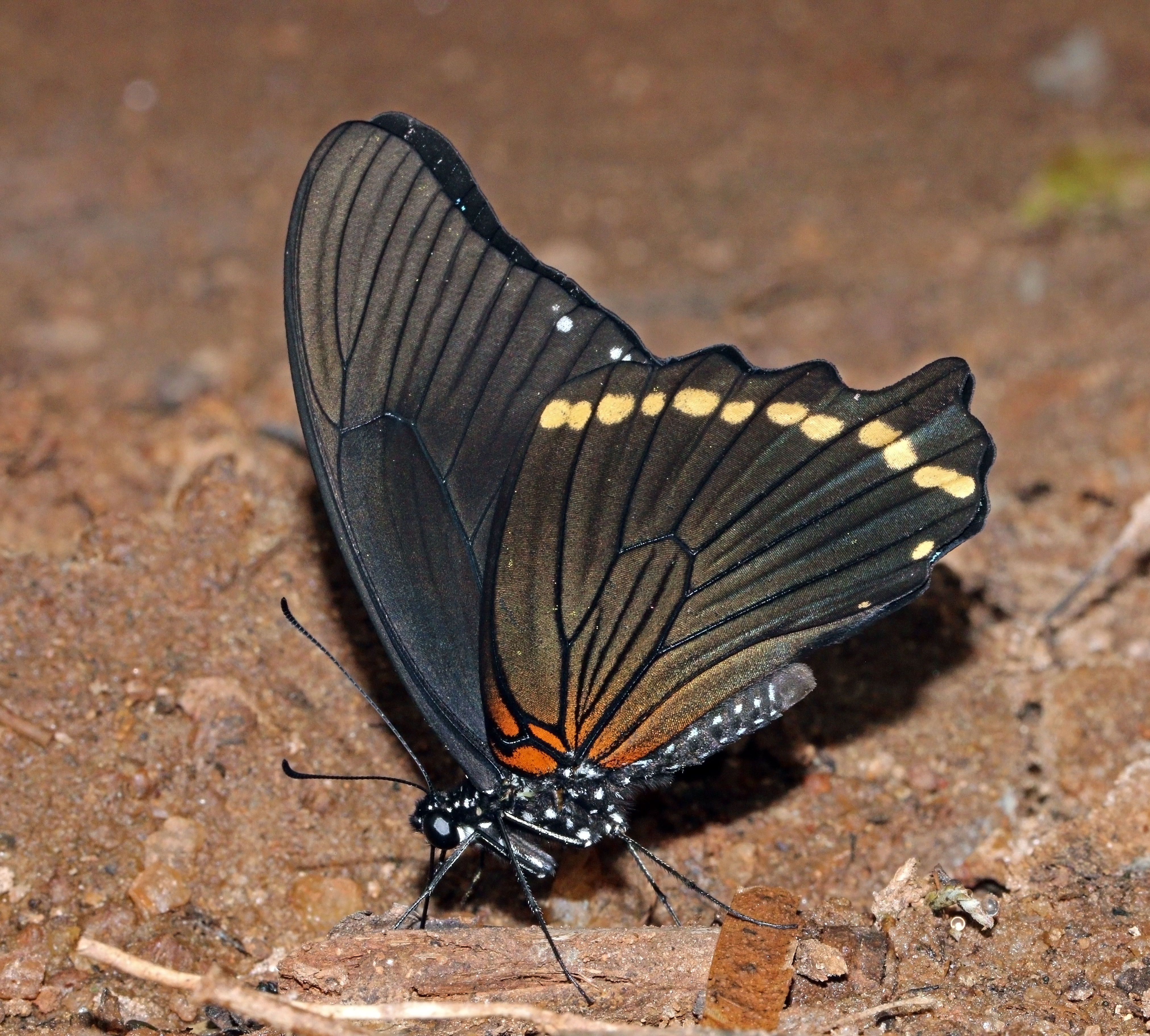 Narrow-banded green swallowtail (Papilio nireus nireus) underside
