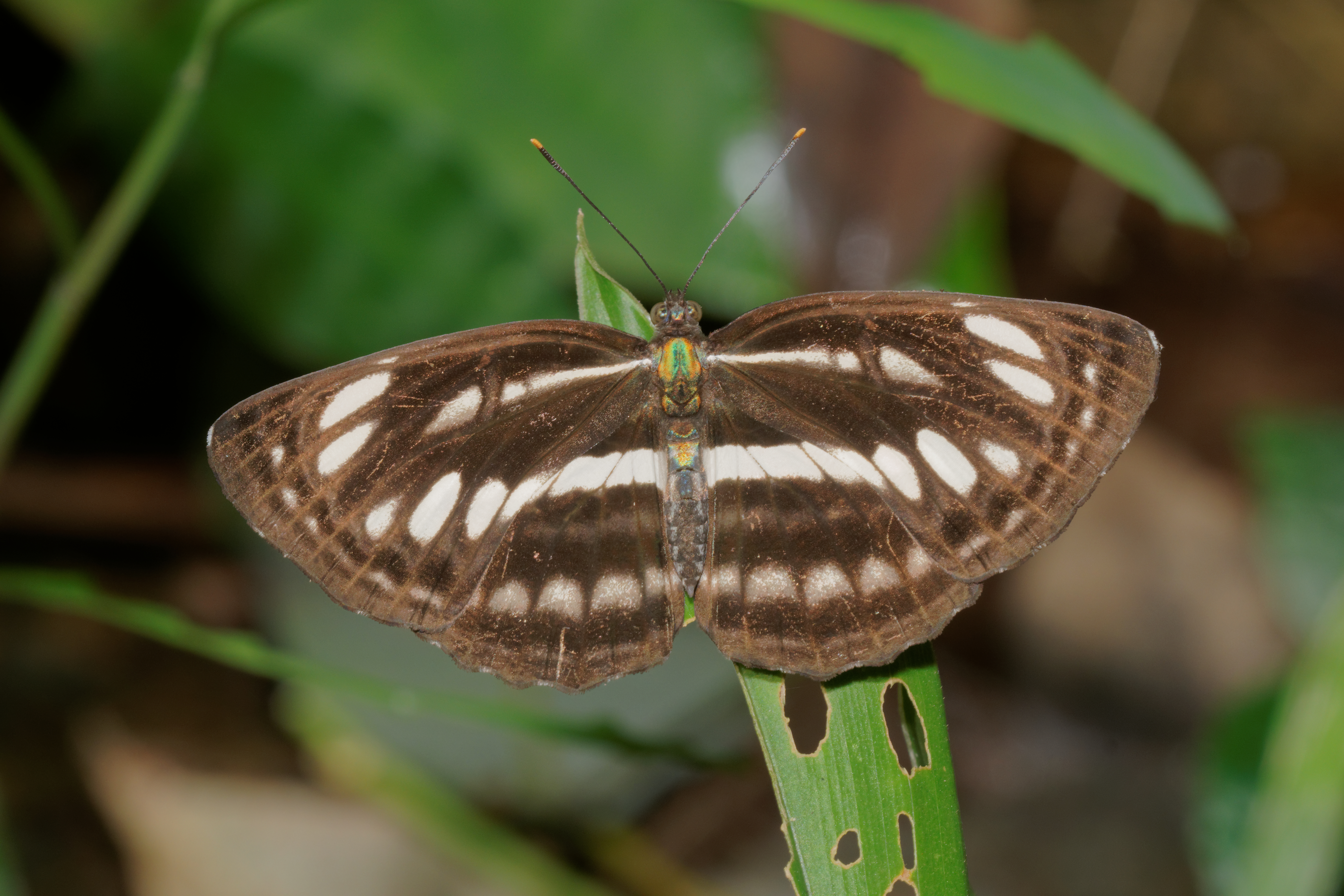 Neptis hylas-Kadavoor-2016-07-26-001