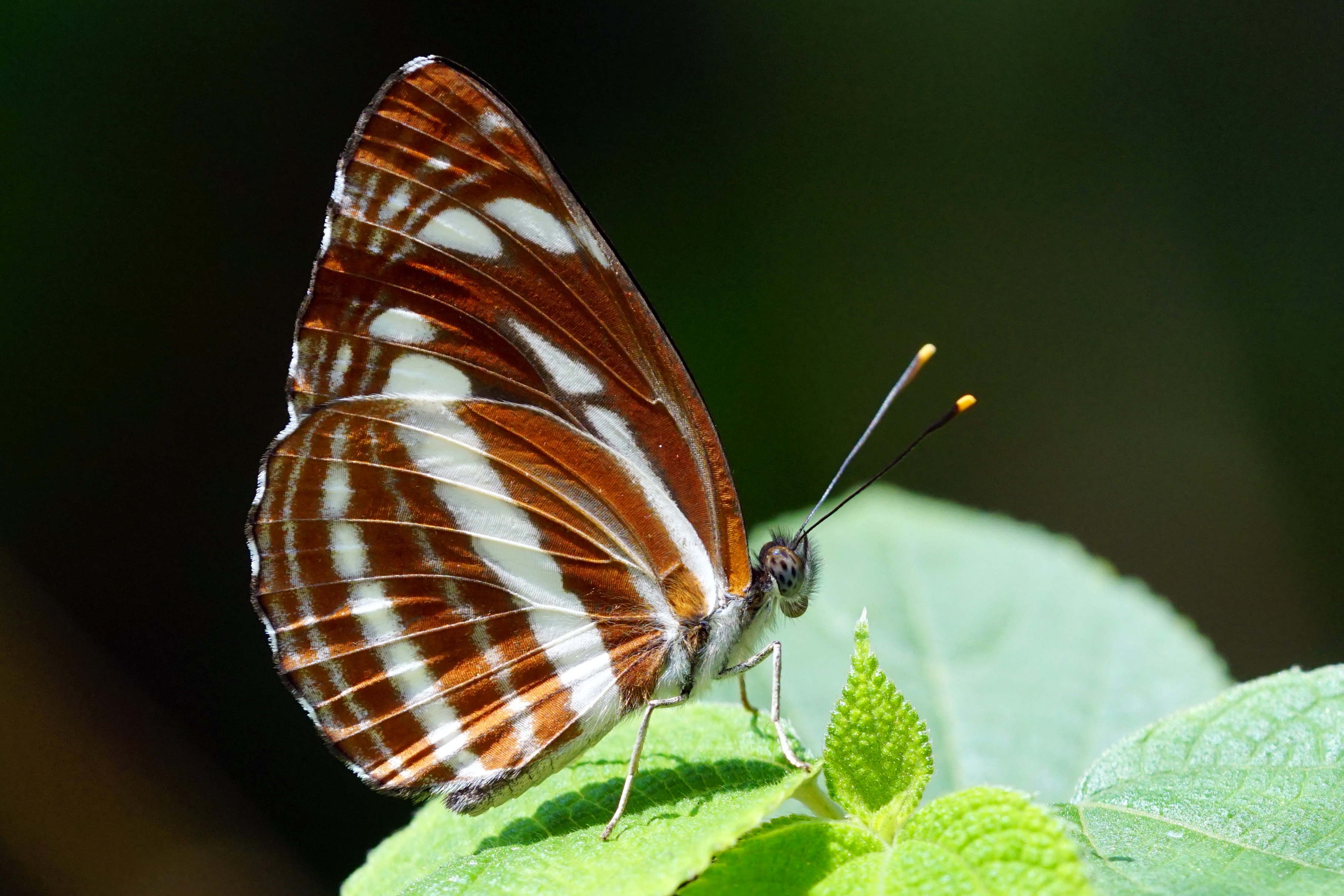 Neptis sappho formosana ventral view 20150308