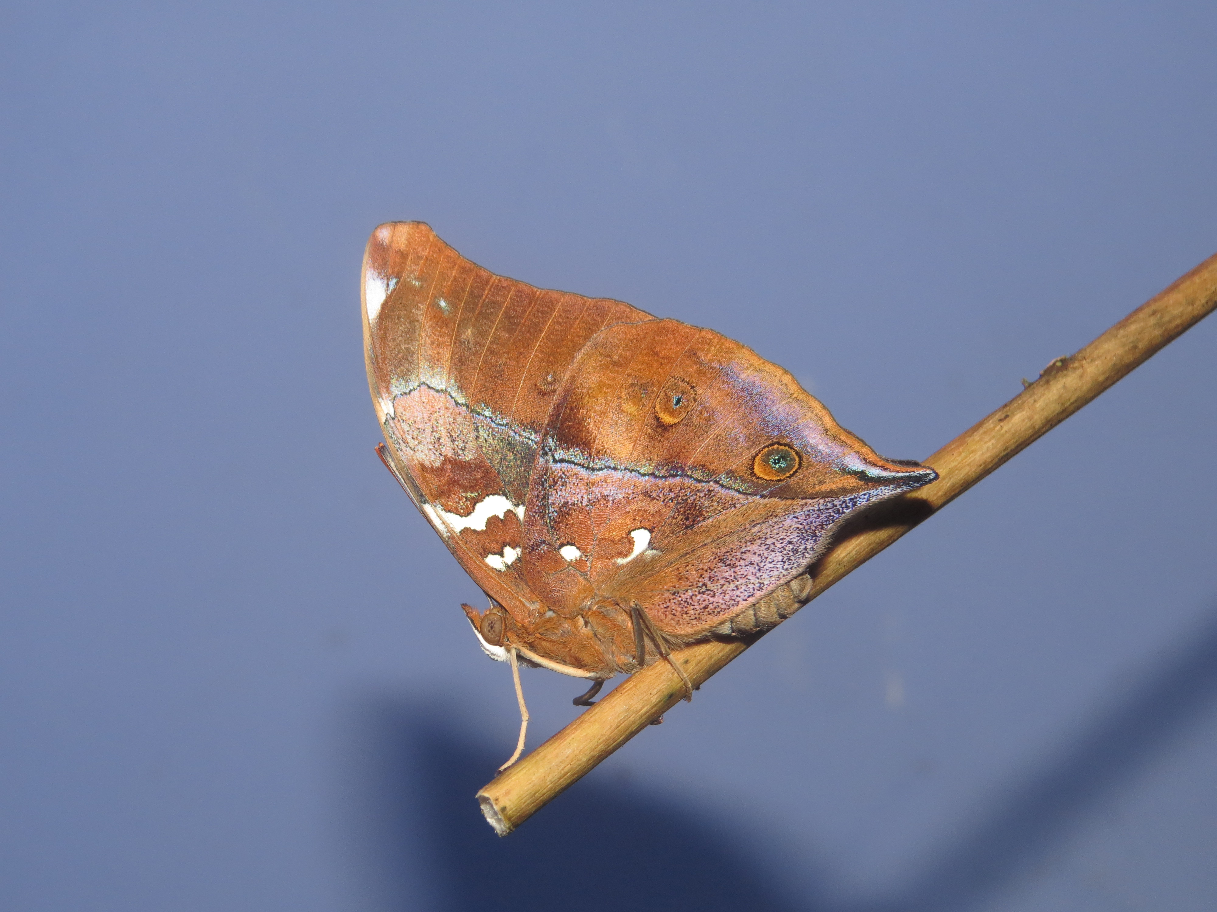 Newly eclosed Doleschallia bisaltide malabarica Fruhstorfer, 1899 – Malabar Autumn Leaf butterfly at Madayipara (10)