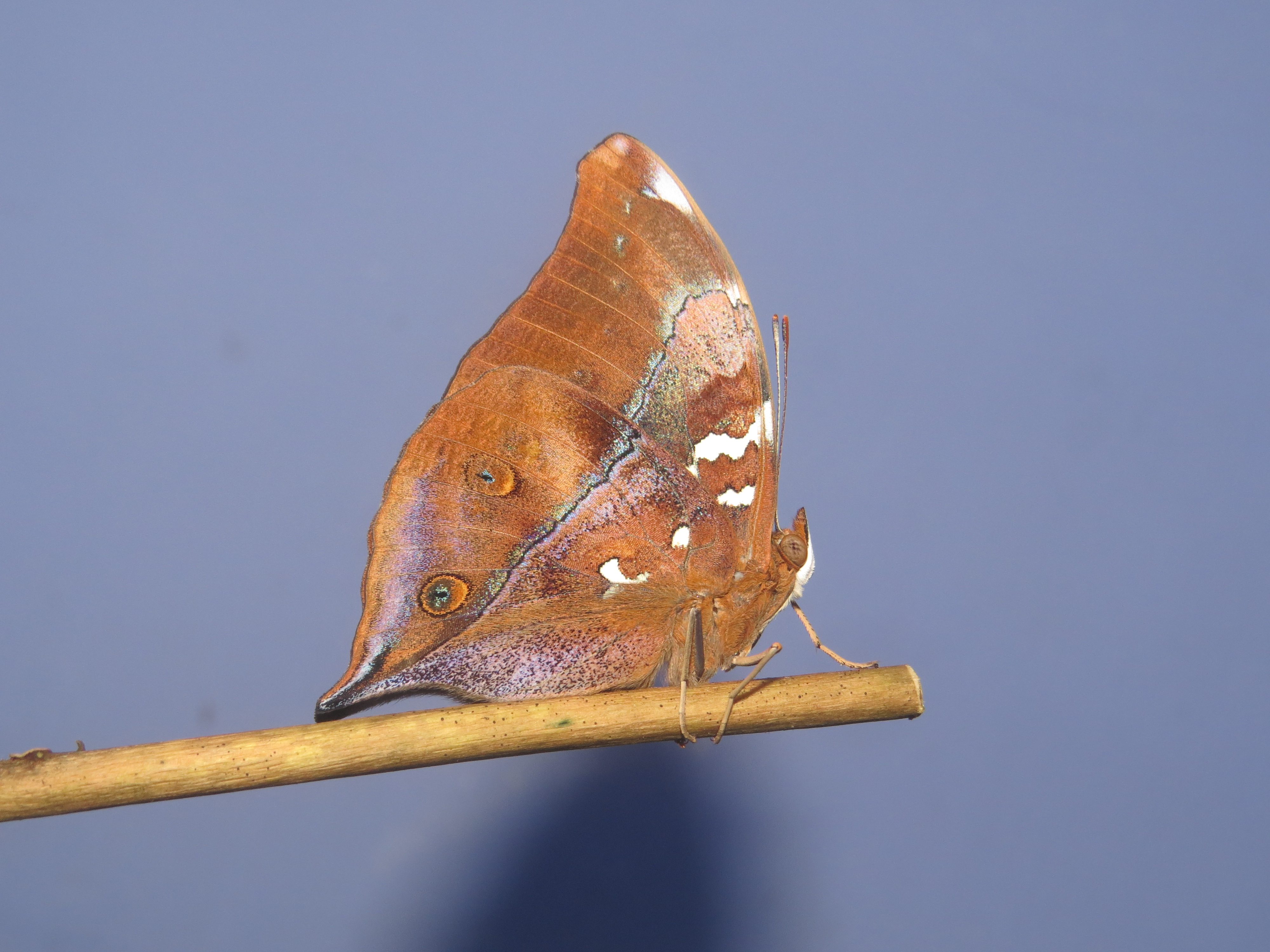 Newly eclosed Doleschallia bisaltide malabarica Fruhstorfer, 1899 – Malabar Autumn Leaf butterfly at Madayipara (11)