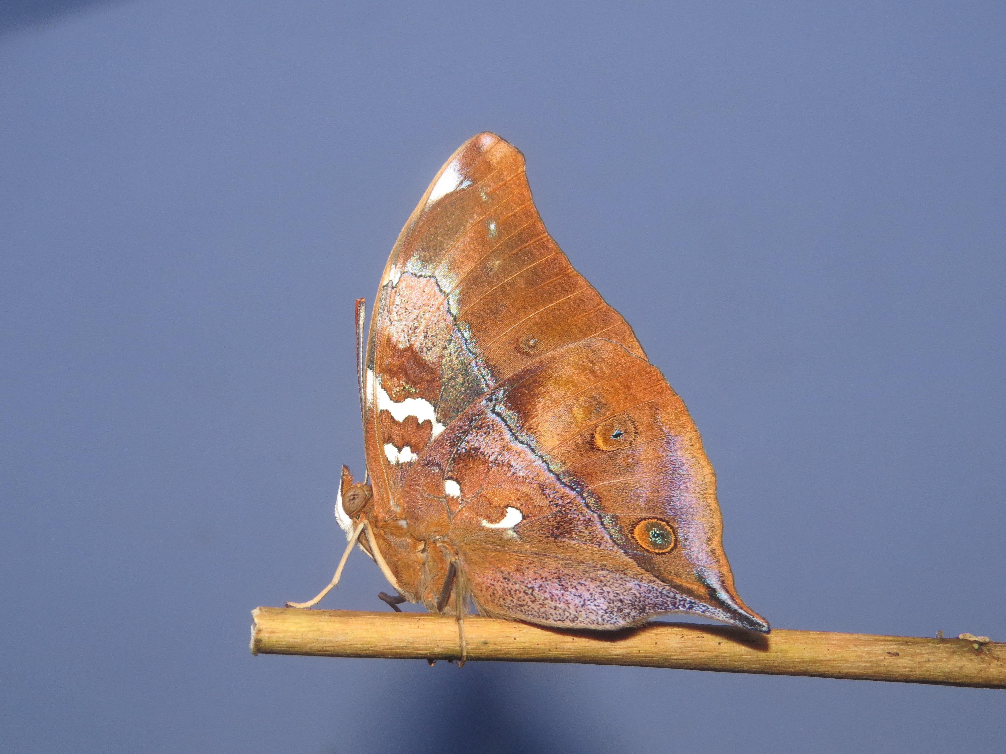Newly eclosed Doleschallia bisaltide malabarica Fruhstorfer, 1899 – Malabar Autumn Leaf butterfly at Madayipara (16)