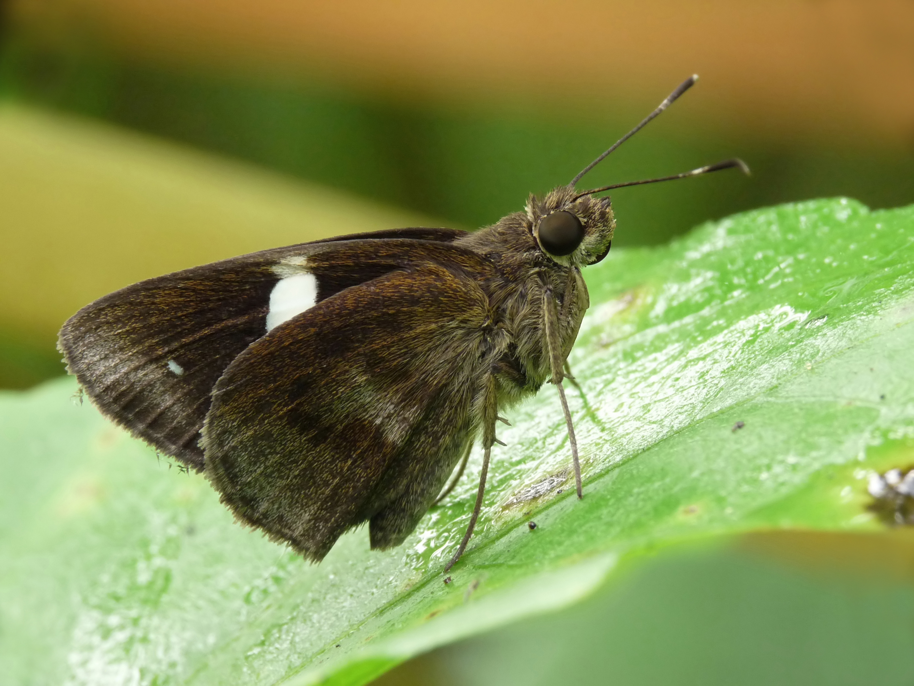 Notocrypta paralysos in Kadavoor