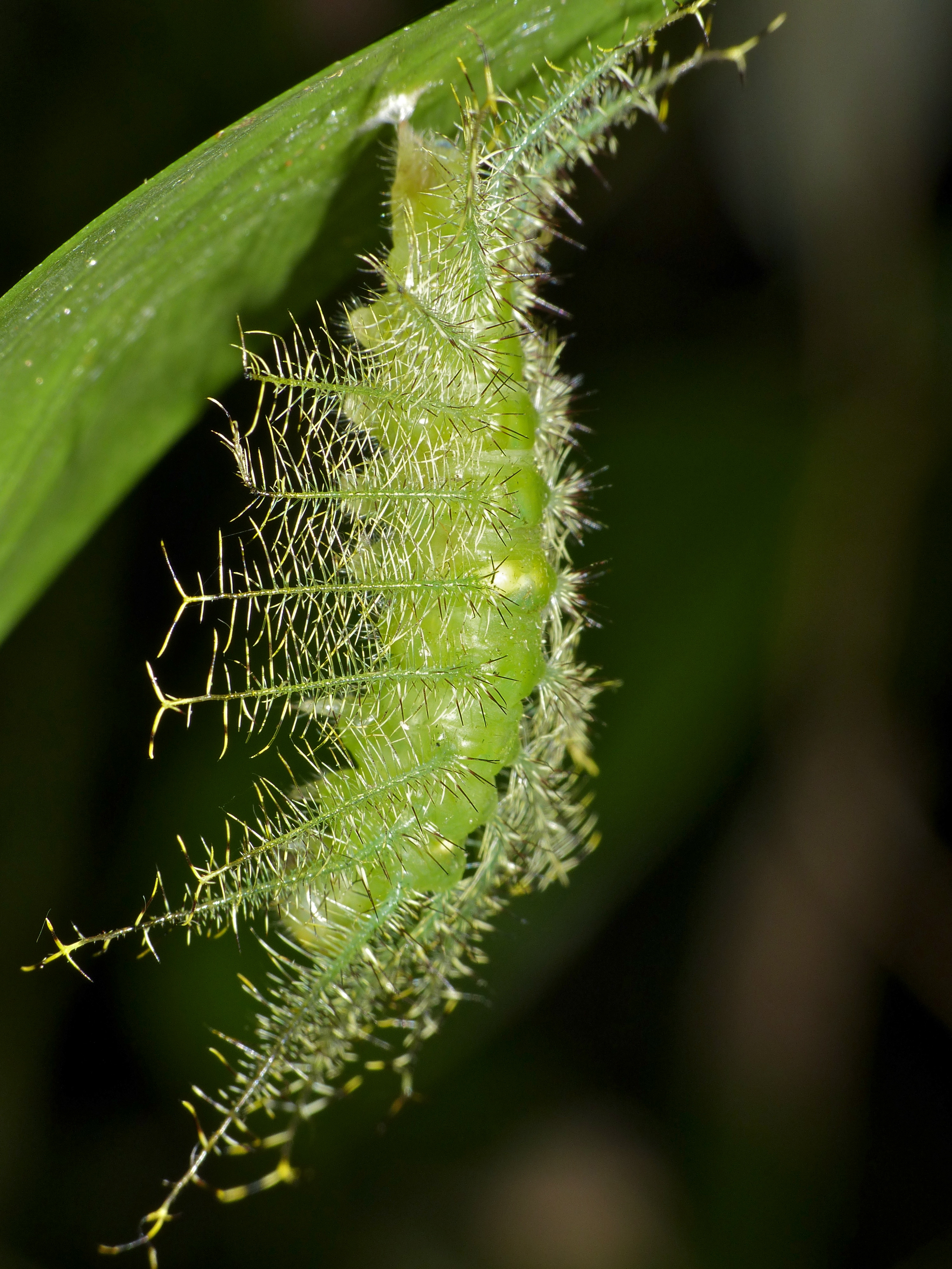 Nymphalid Caterpillar (Tanaecia ? sp.) suspended for pupation (15691524597)