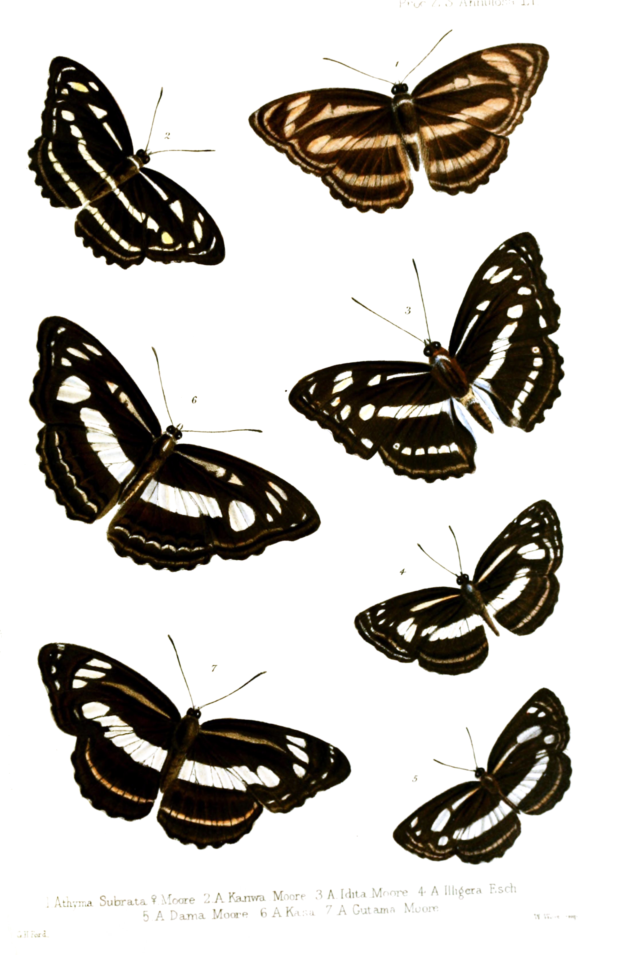 Nymphalidae3Ford1858