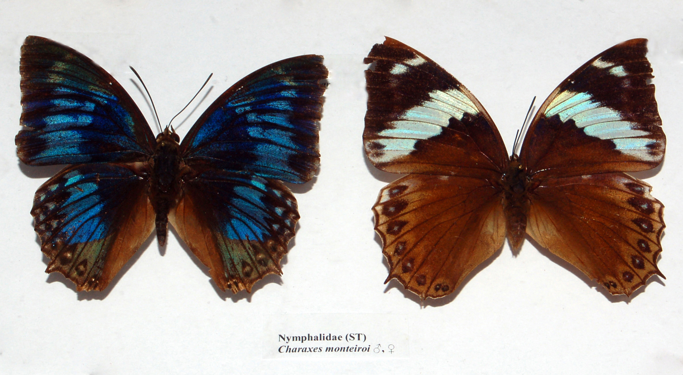 Nymphalidae - Charaxes monteiri