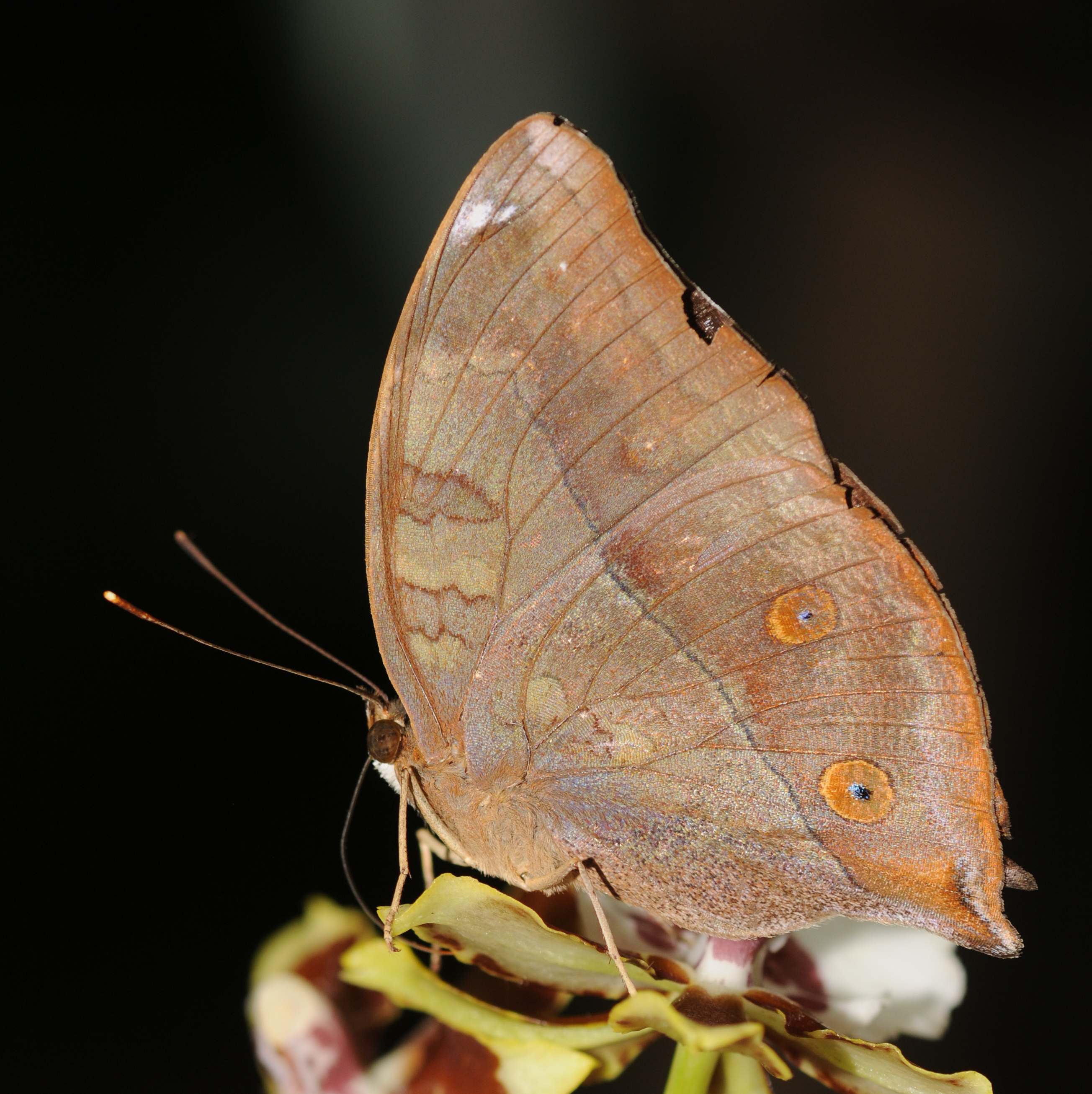 Nymphalidae sp