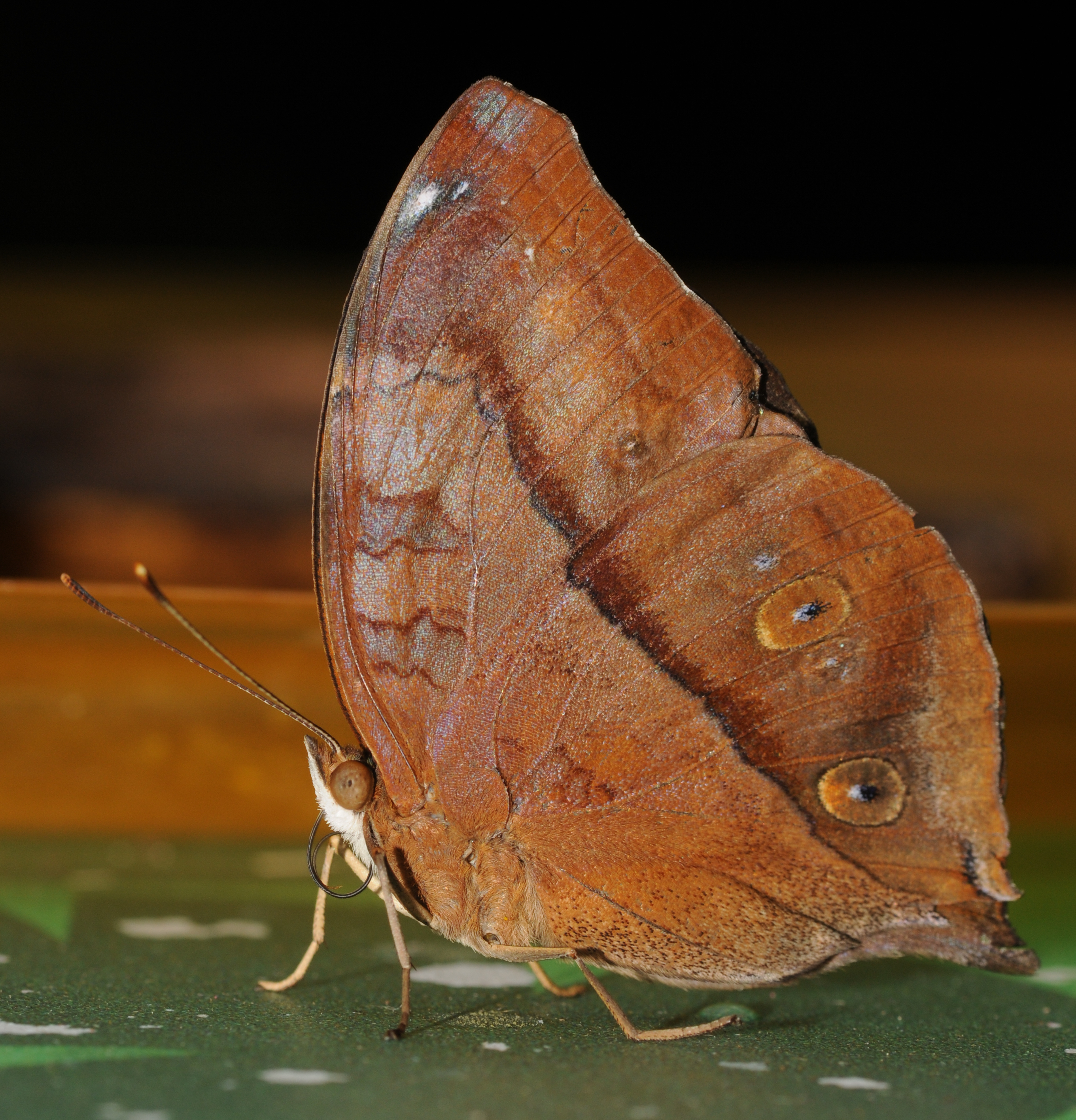 Nymphalidae sp (1)