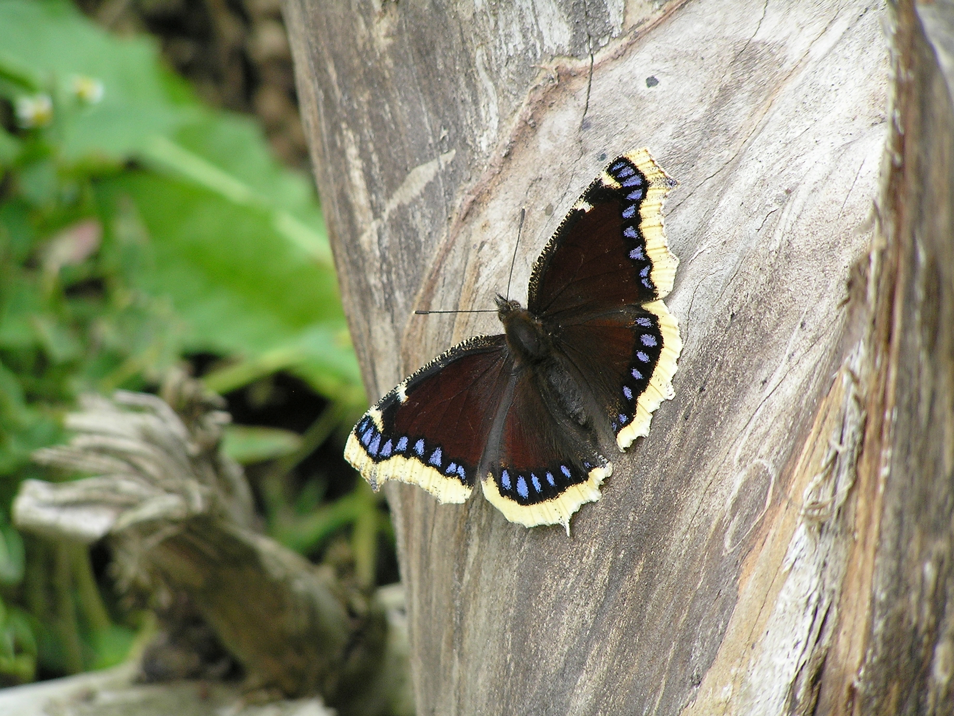 Nymphalis antiopa leinaliblikas estonia
