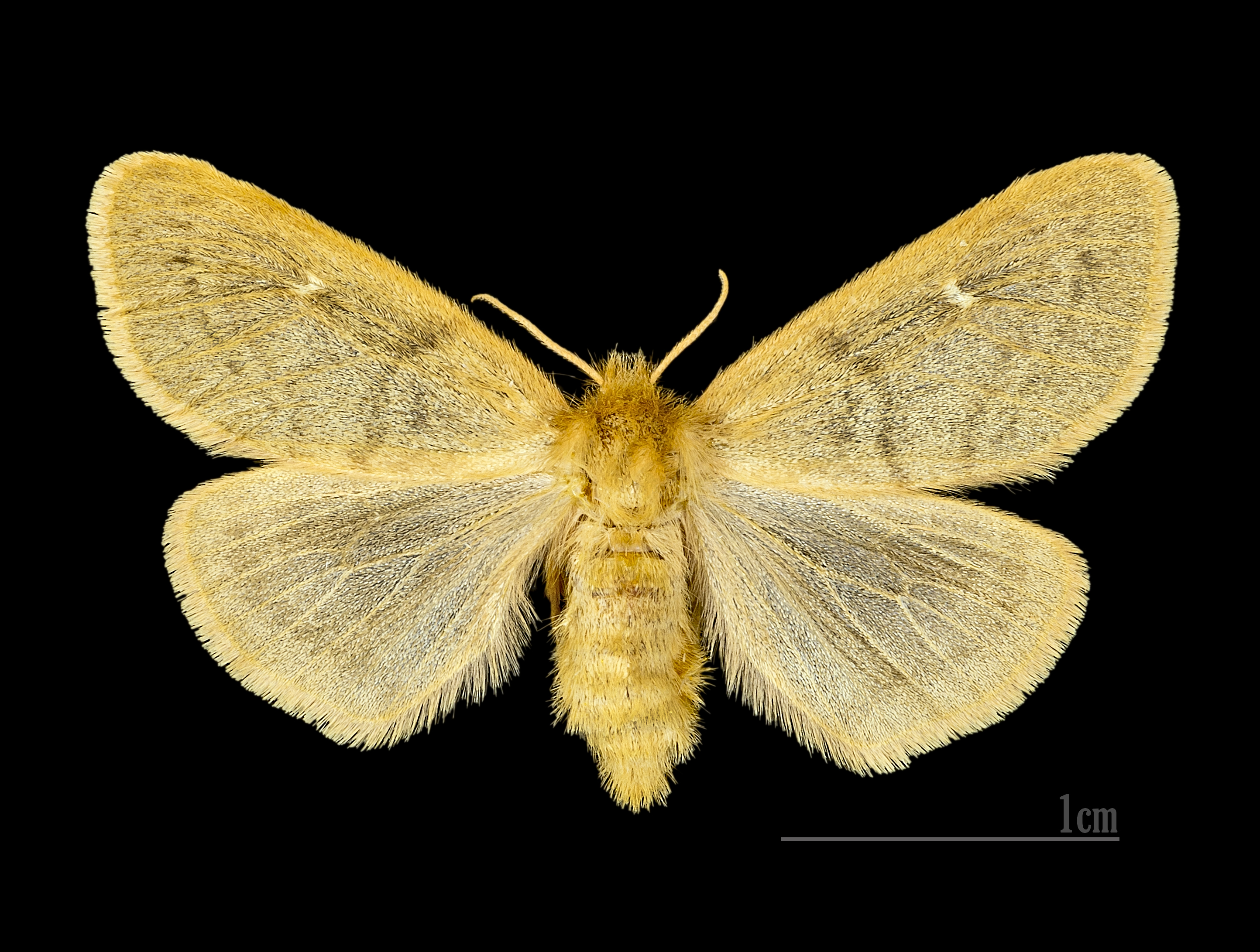 Ocneria rubea MHNT.CUT.2012.0.357 Monteils (Gard) Female Dos