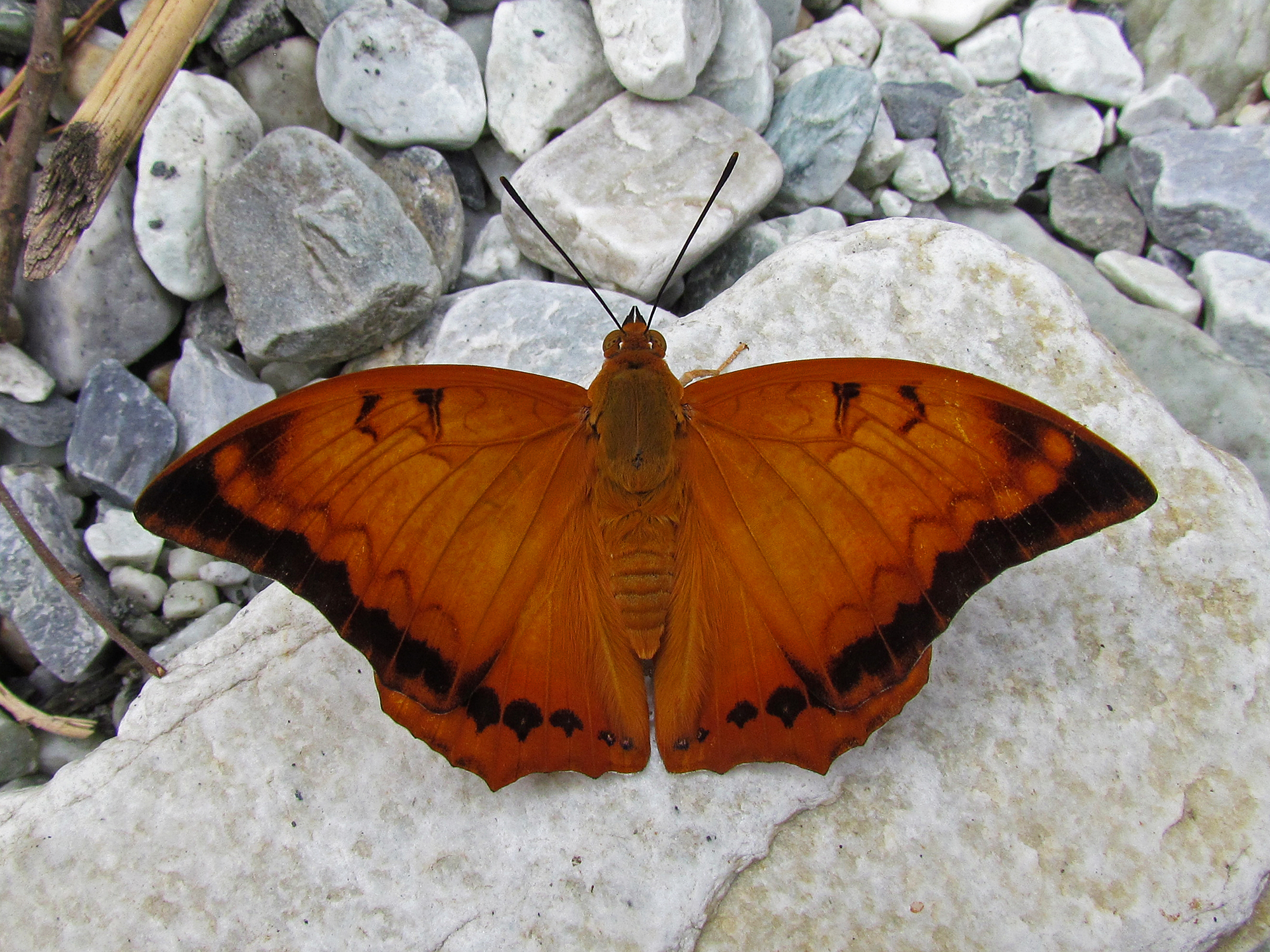 Open wing position of Charaxes marmax Westwood, 1847 – Yellow Rajah 2