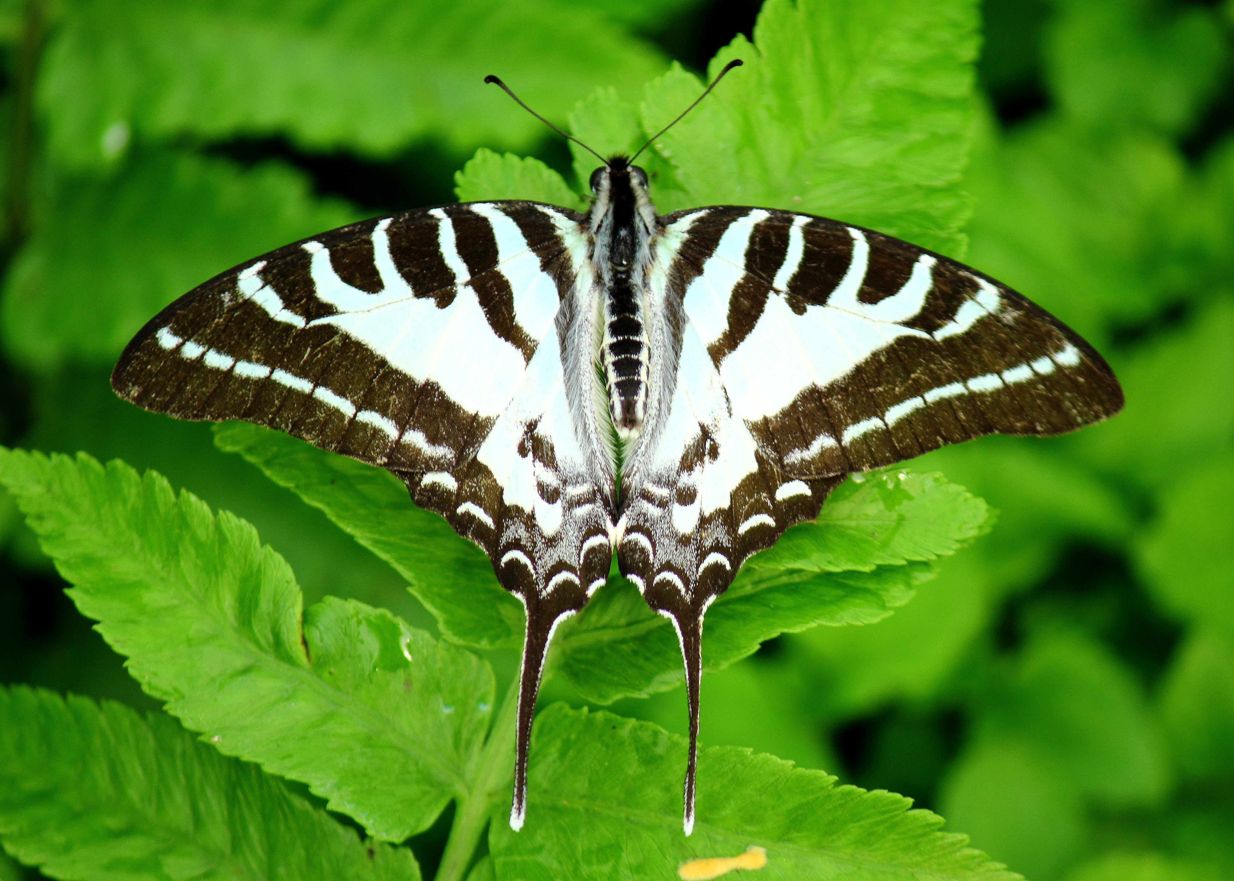 Open wing position of Graphium aristeus Stoll, 1782 – Chain Swordtail WLB