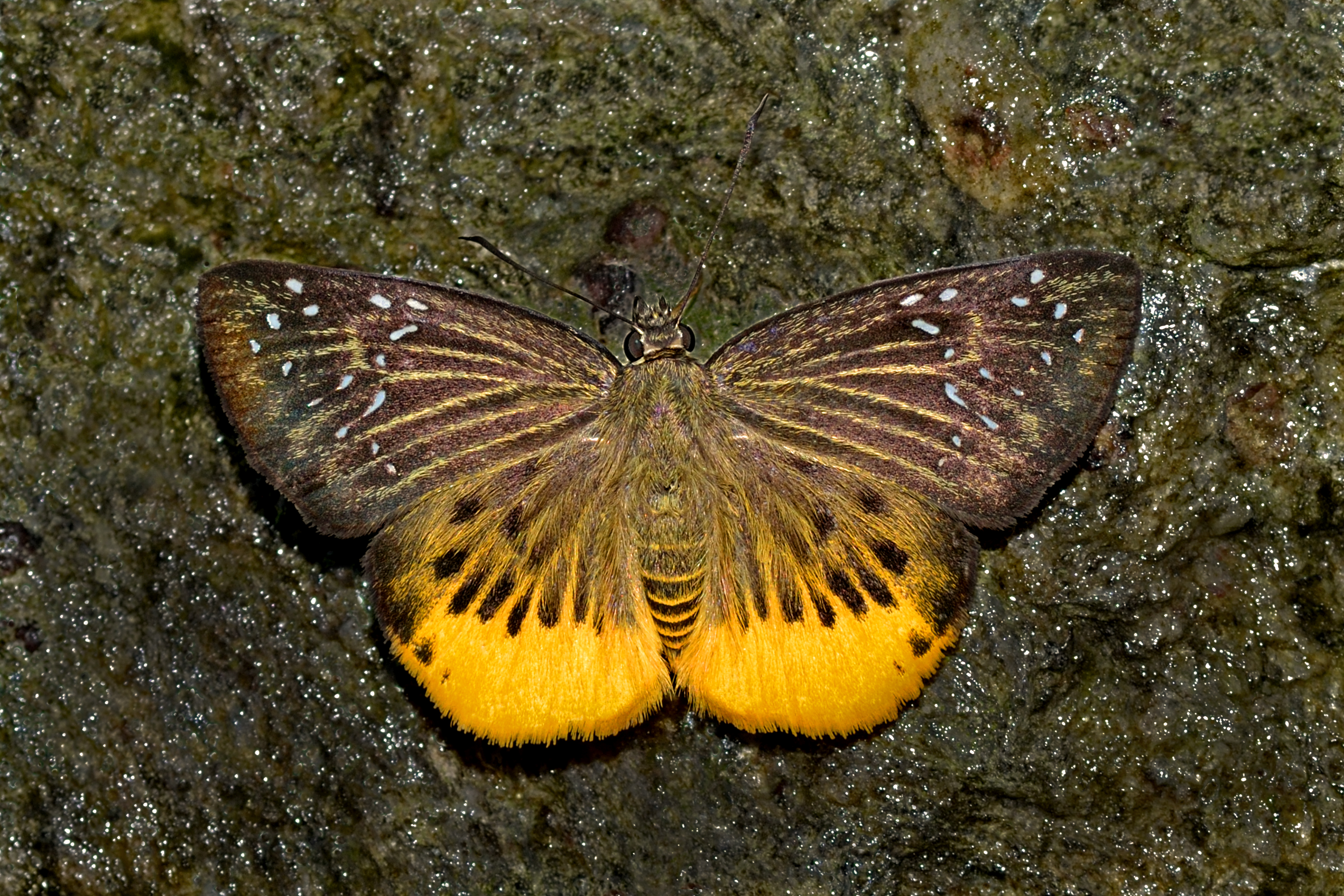 Open wing position of Mooreana trichoneura Felder & Felder, 1860 – Yellow Flat WLB DSC 4043