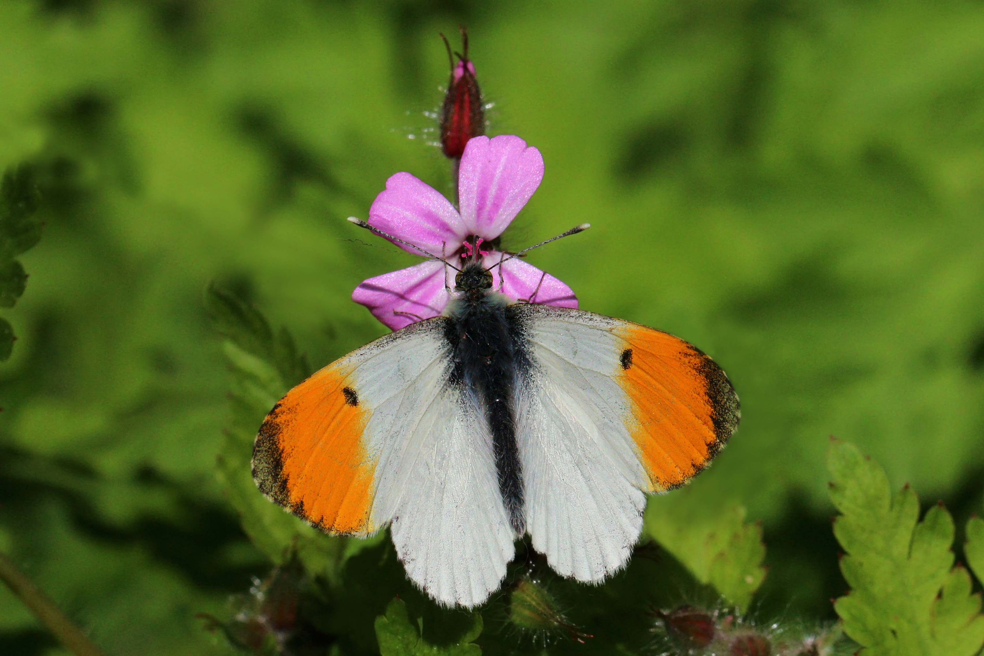 Orange tip (Anthocharis cardamines) male