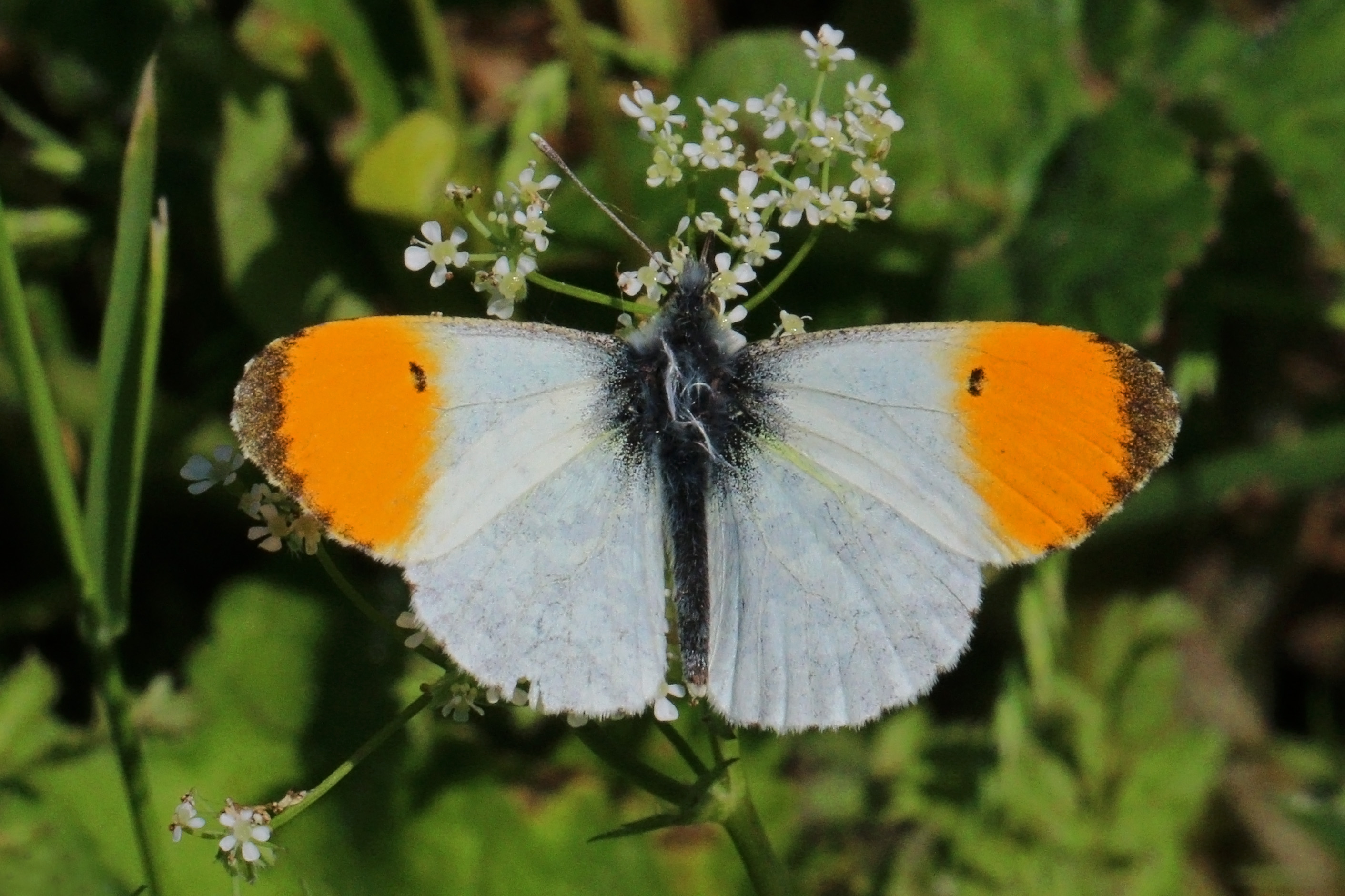 Orange tip (Anthocharis cardamines) male 2